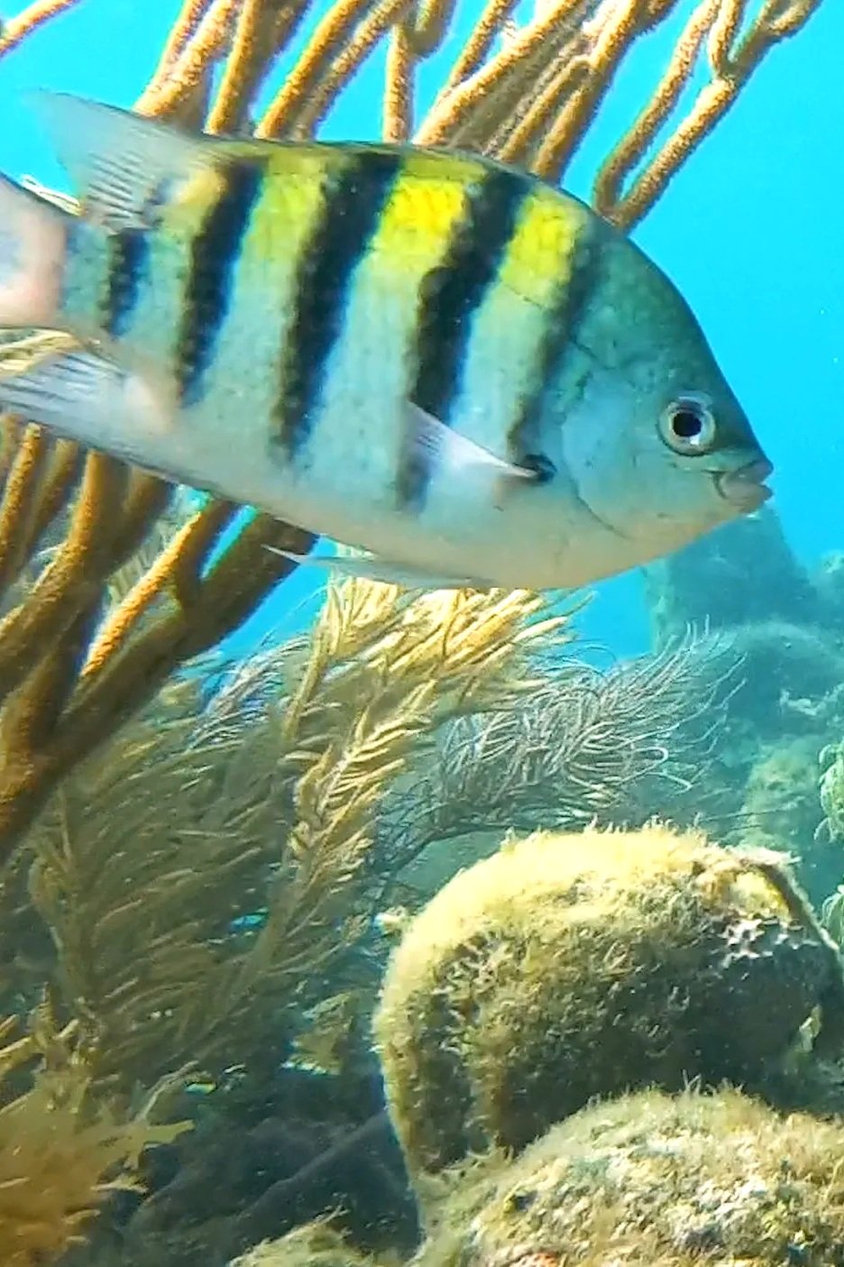 Sgt Majorfish of Cozumel Reefs, Mexico