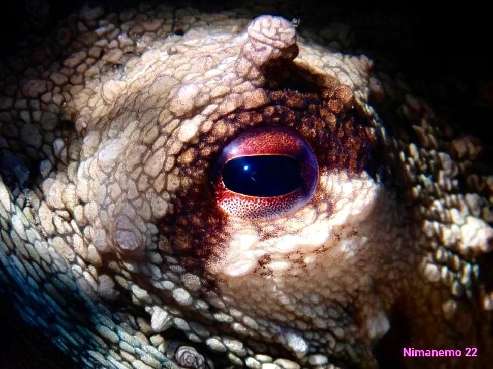 Scuba Diving with Octopus close up