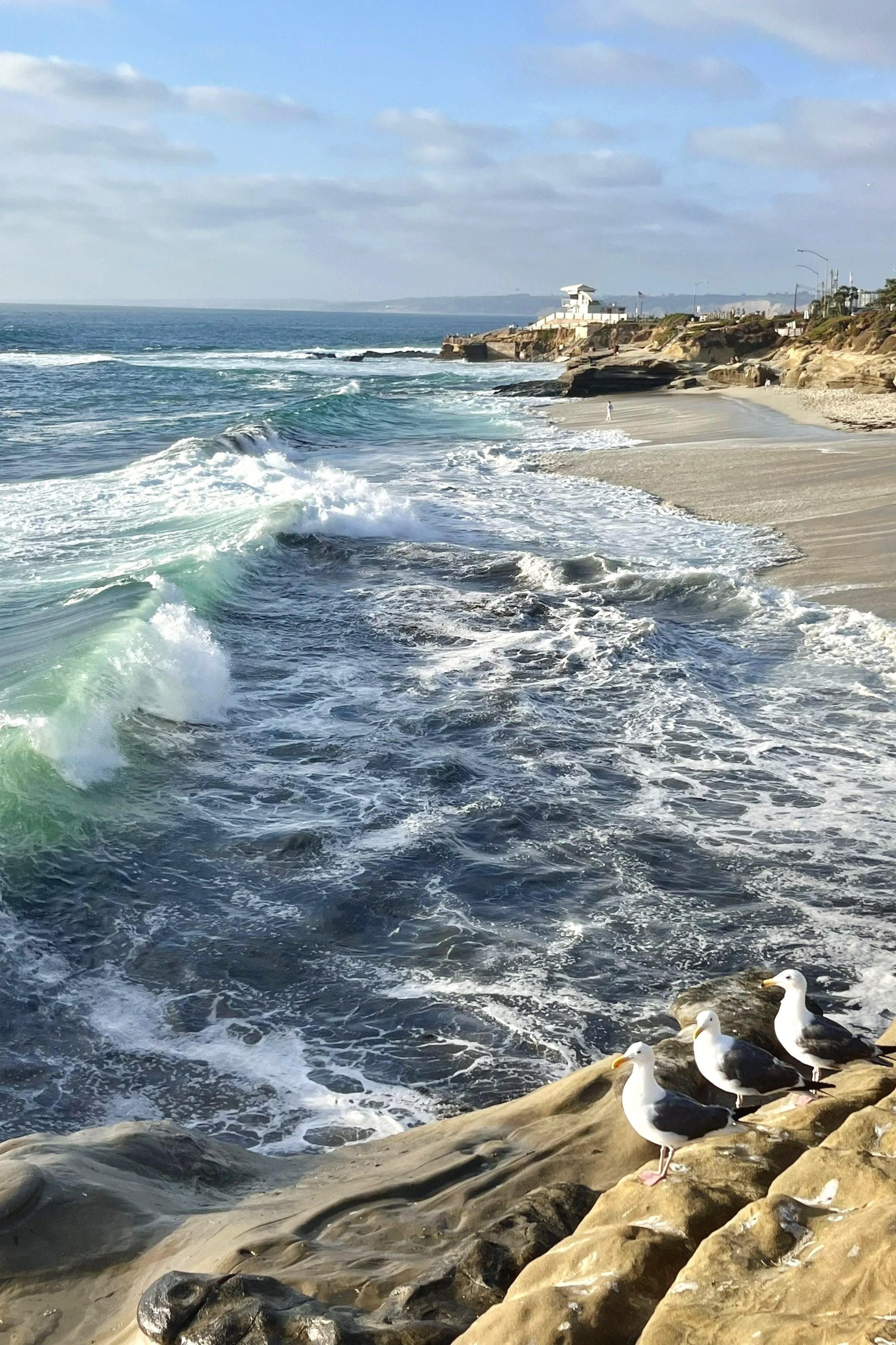 La Jolla waves and seagulls