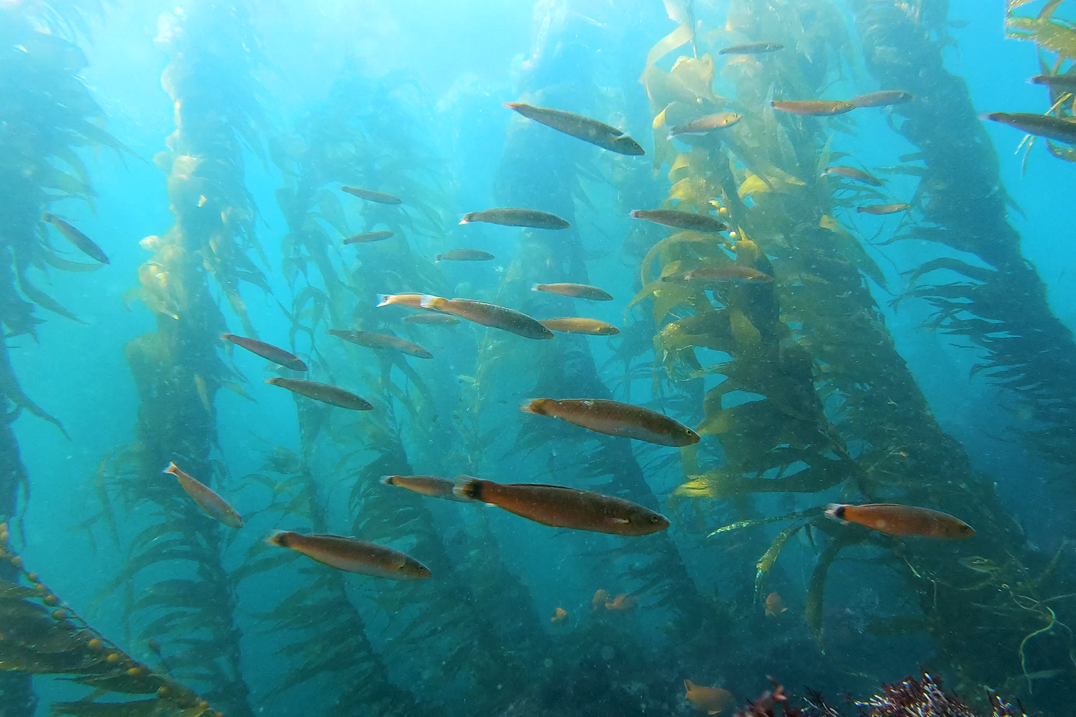 Laguna Beach kelp forest with Senorita Wrasse