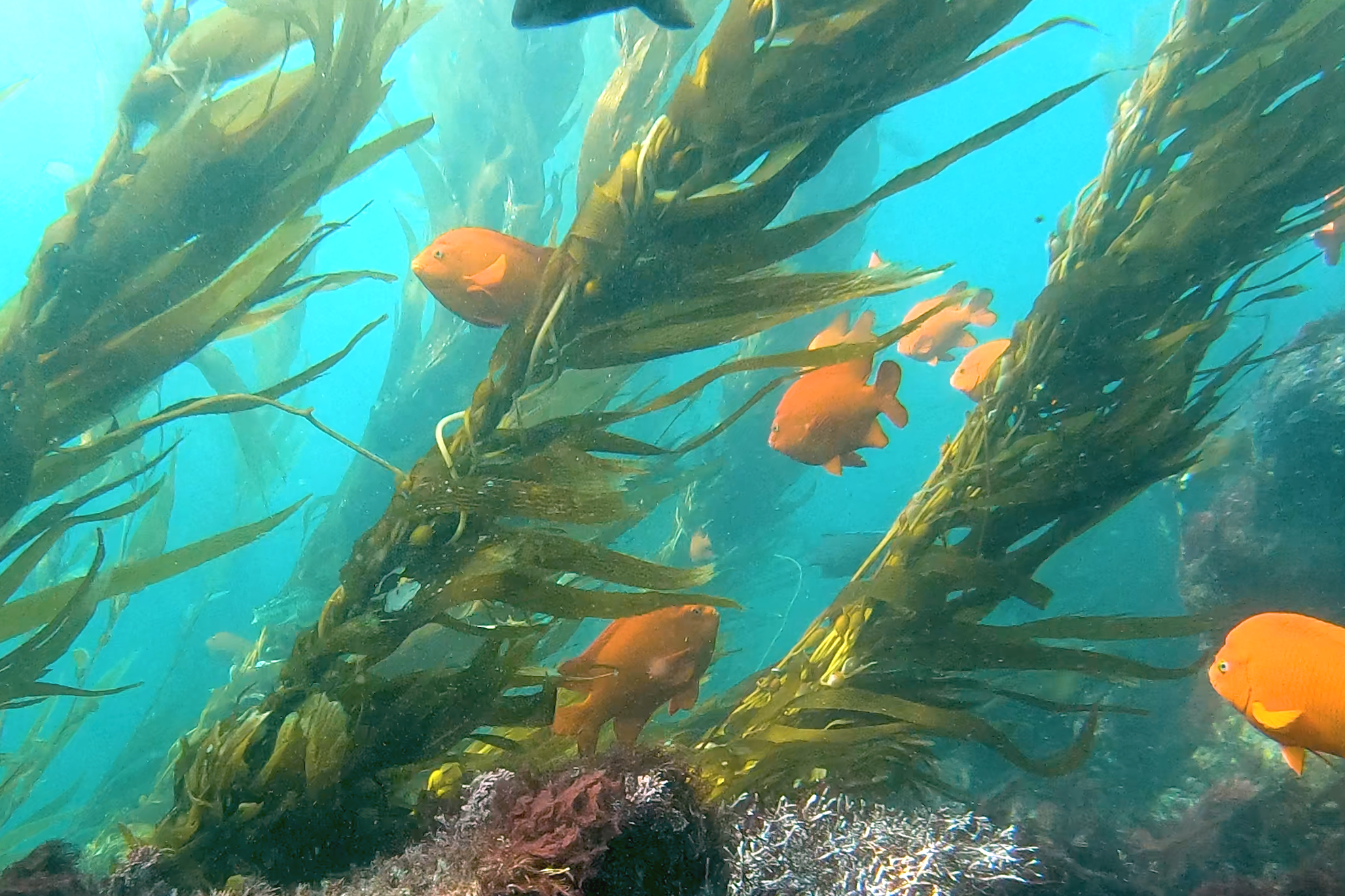 Laguna Beach kelp forest with Garibaldi Damselfish
