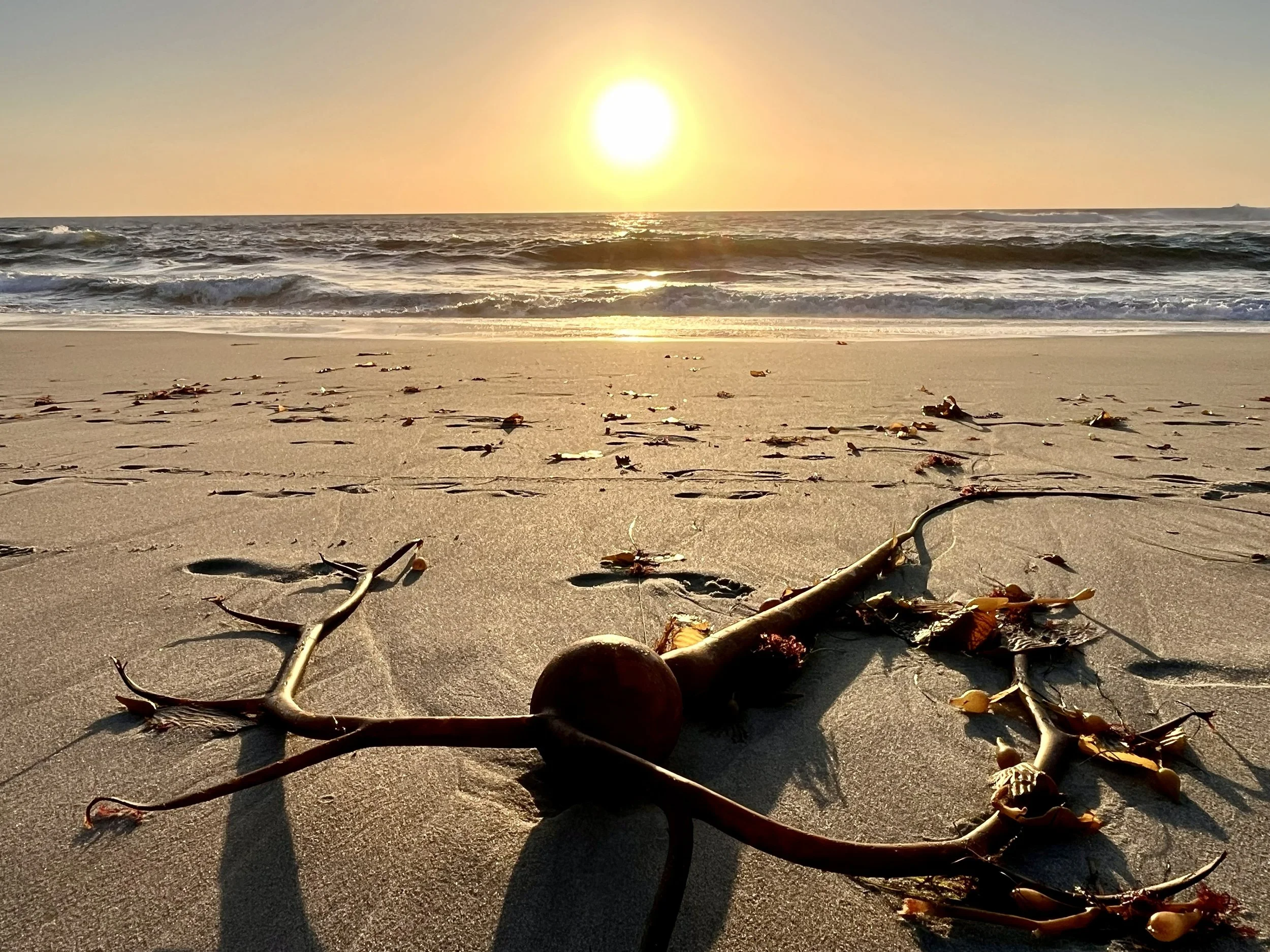 La Jolla Beach and Kelp Sunset, San Diego