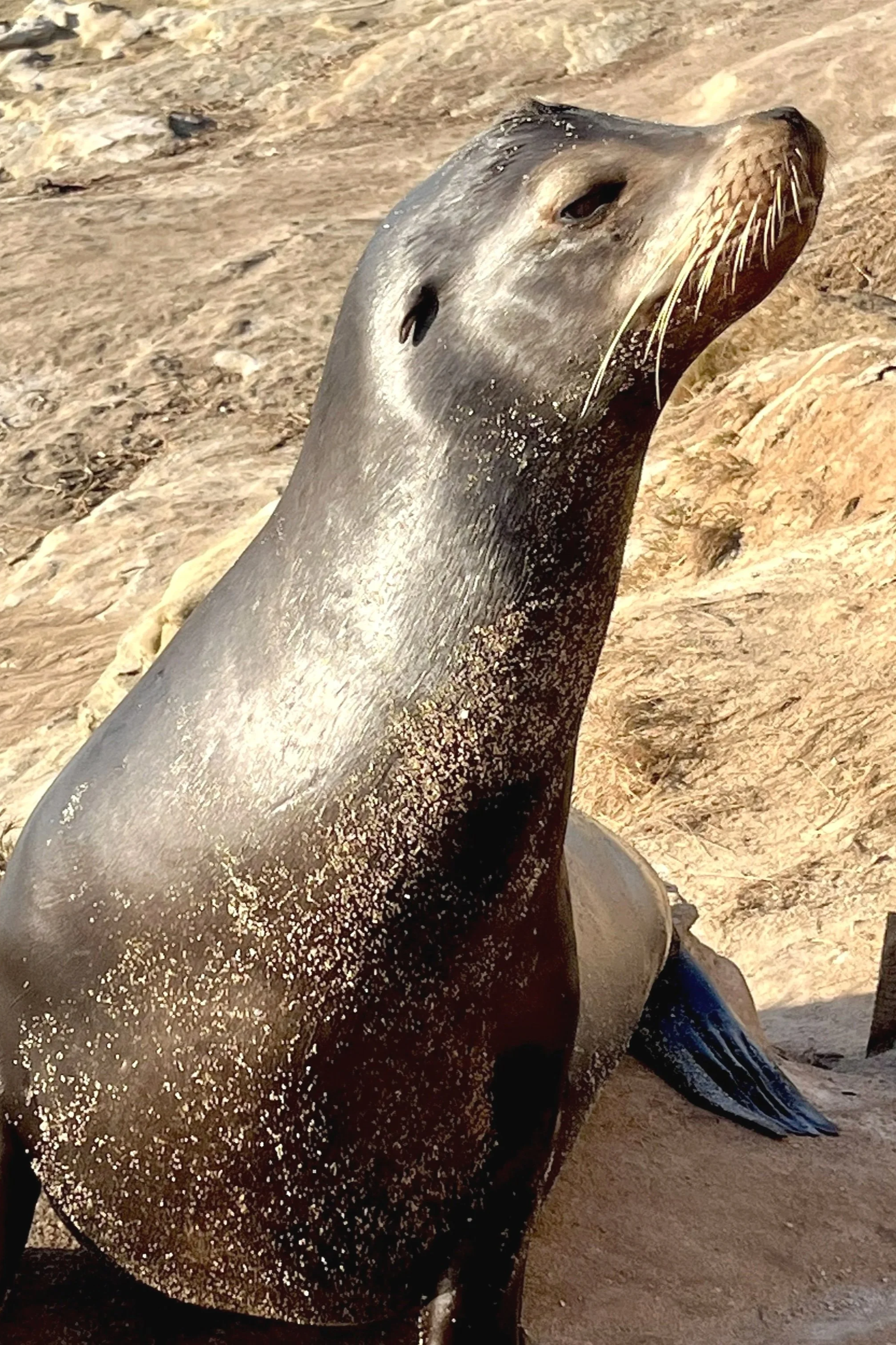 California Sea Lion of La jolla Cove