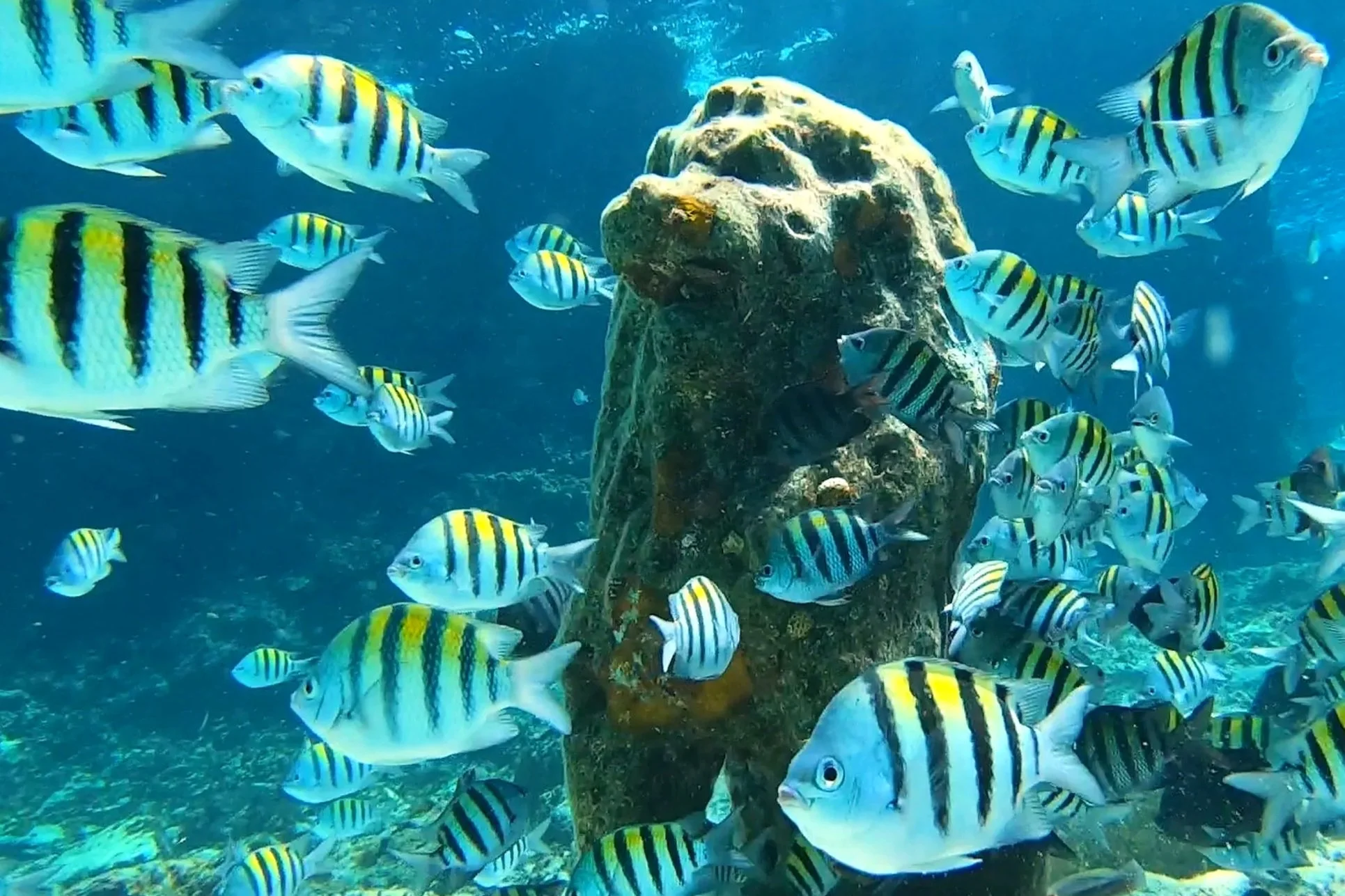 Cozumel Mexico underwater lion and fish