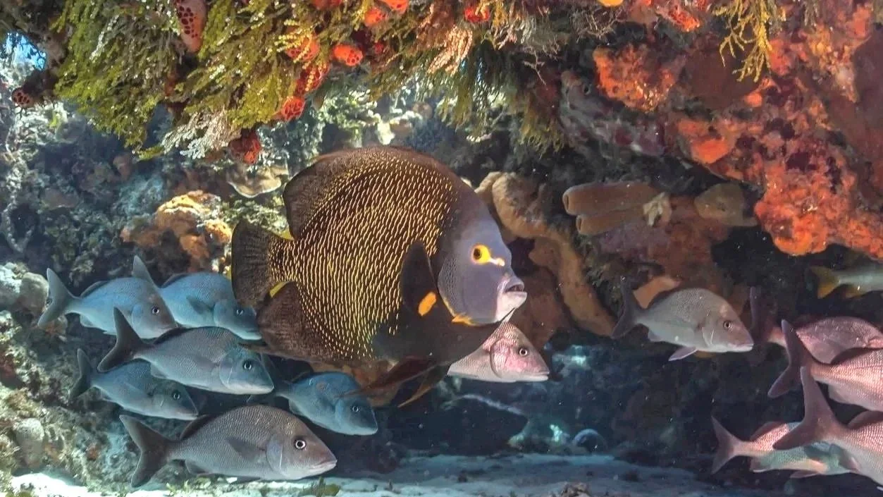 French Angelfish under Cozumel Reef, Mexico by Alejandro Topete