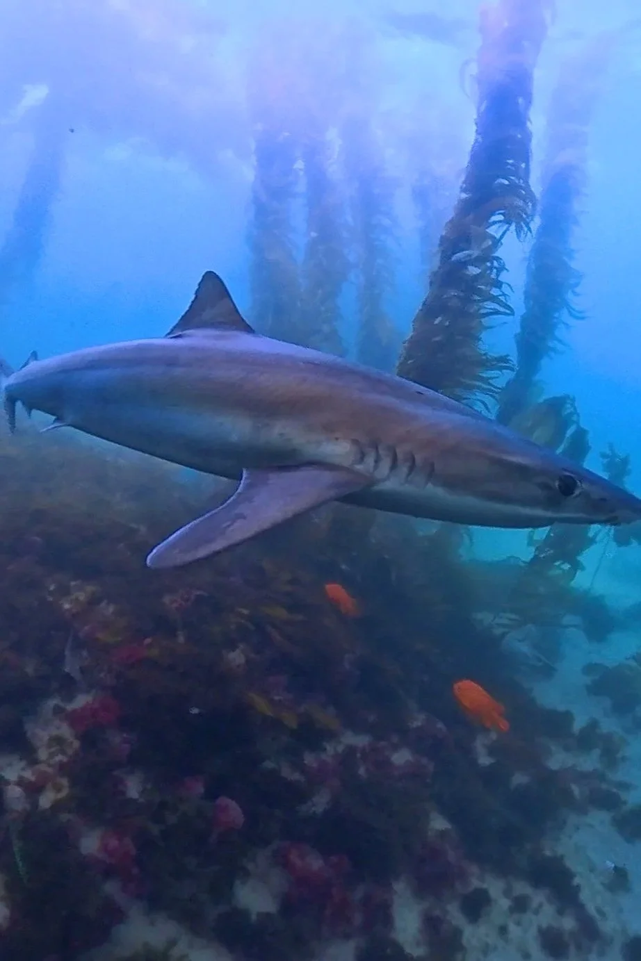 Ana Carolina Tope Shark of Laguna Beach