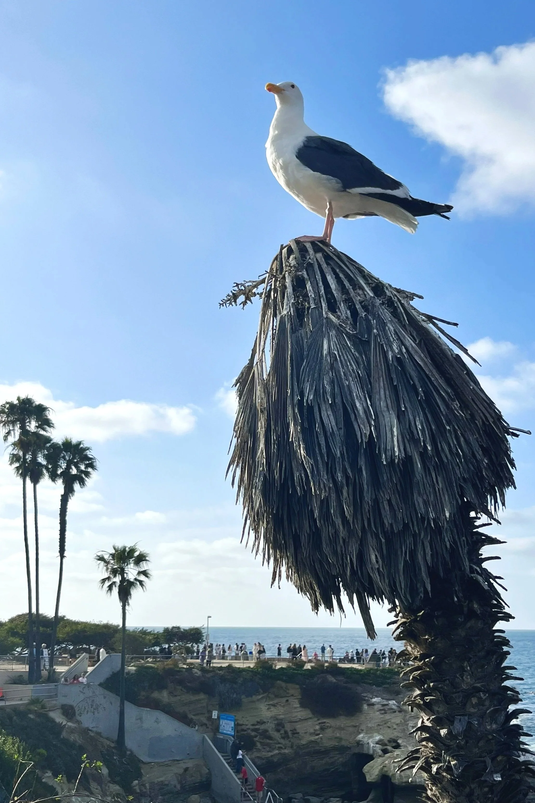 La Jolla Cove Seagull