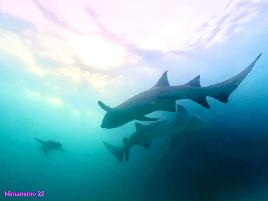 Scuba Diving with Nurse Sharks in Maldives