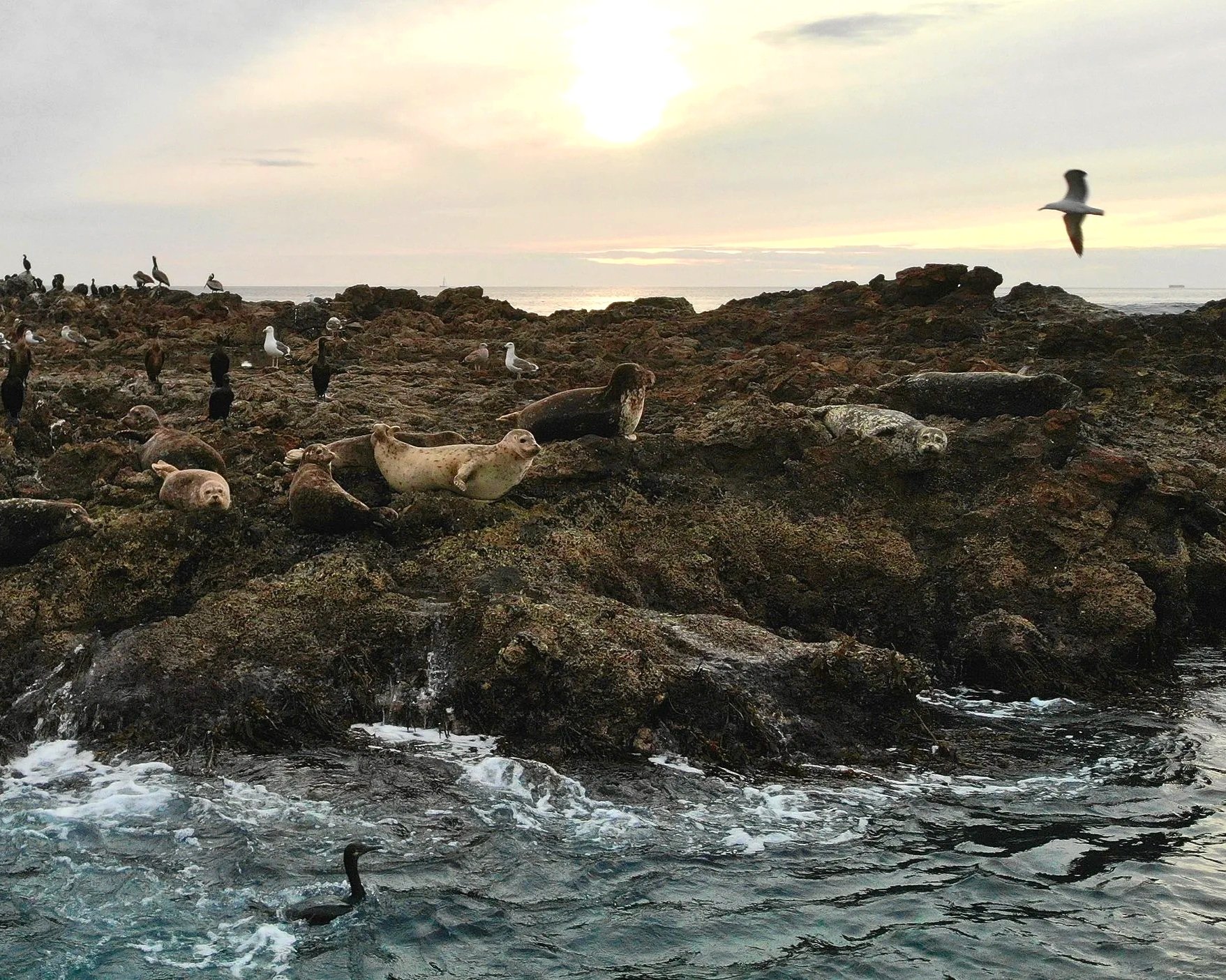 Seal Rock at Christmas Tree Cove, Palos Verdes