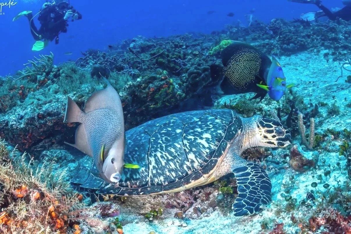 Sea Turtle of Cozumel, Mexico by Alejandro Topete