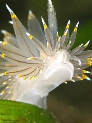 Amazing Nudibranch close up by Scuba Diver Carl Sorenson