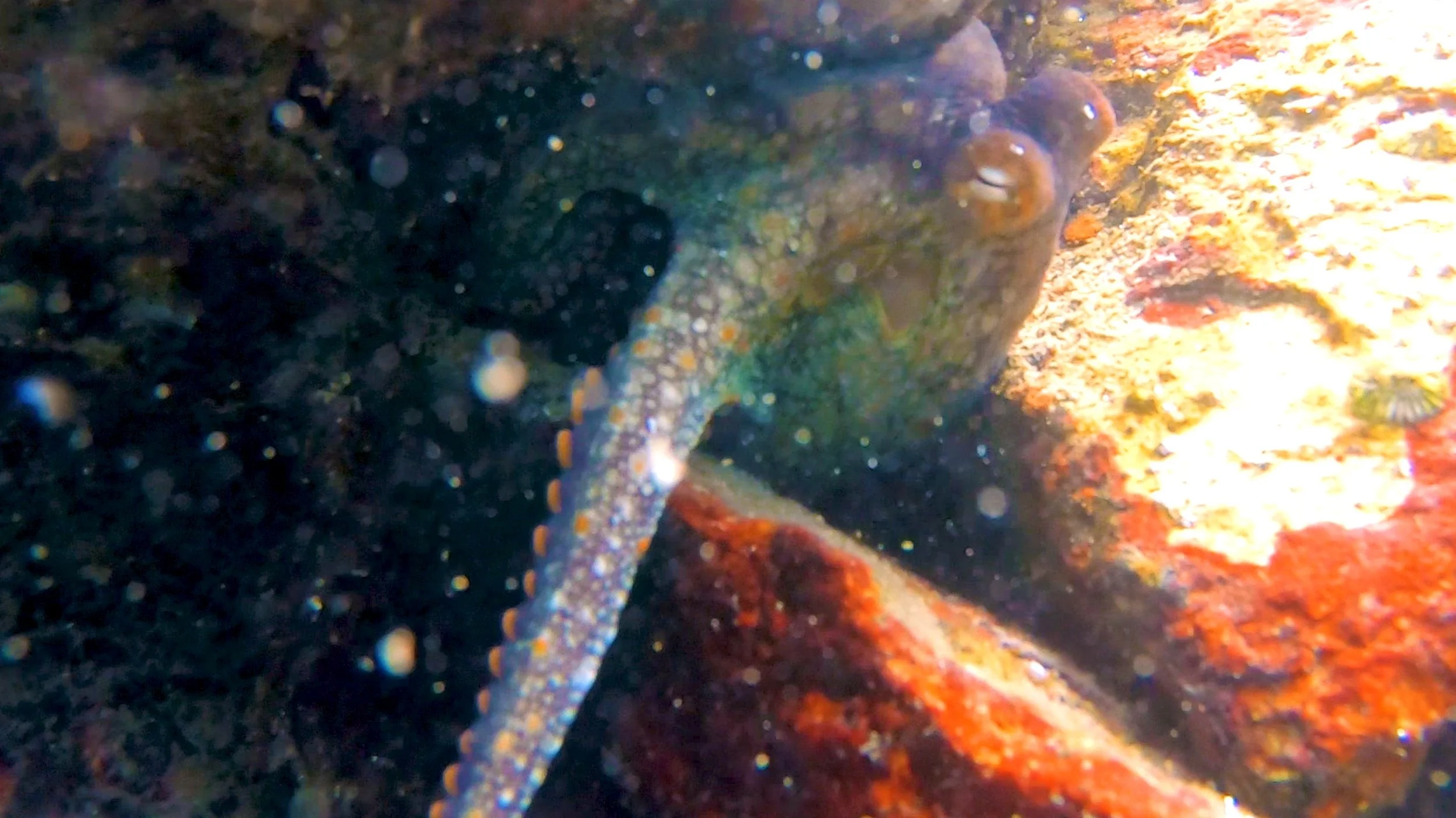 California Two Spot Octopus of Oceanside Harbor, California