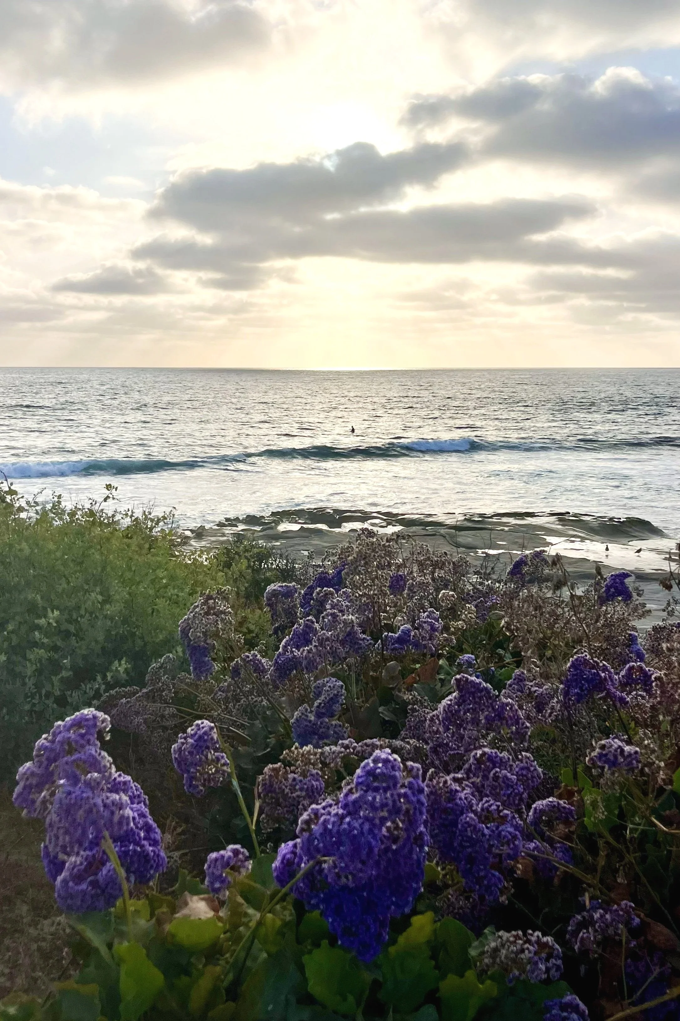 Beautiful Sunset of La Jolla, San Diego with purple flowers