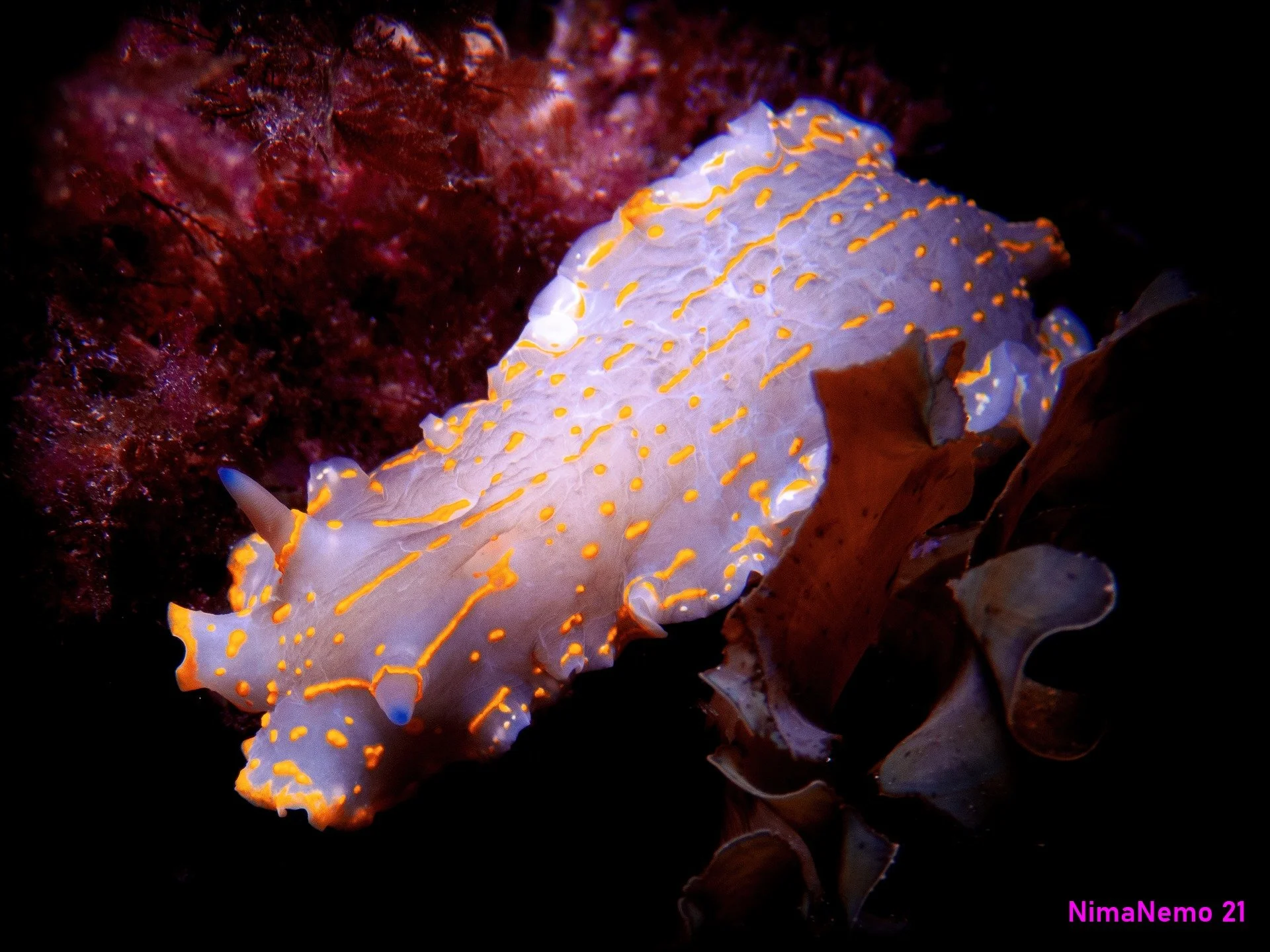 Scuba Diving with Nudibranches close up