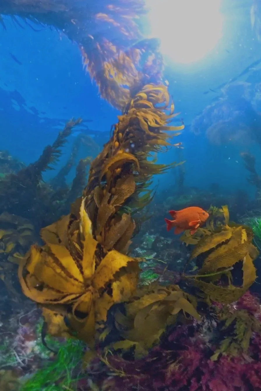 Ana Carolina Kelp Forest of Laguna Beach with Garibaldi
