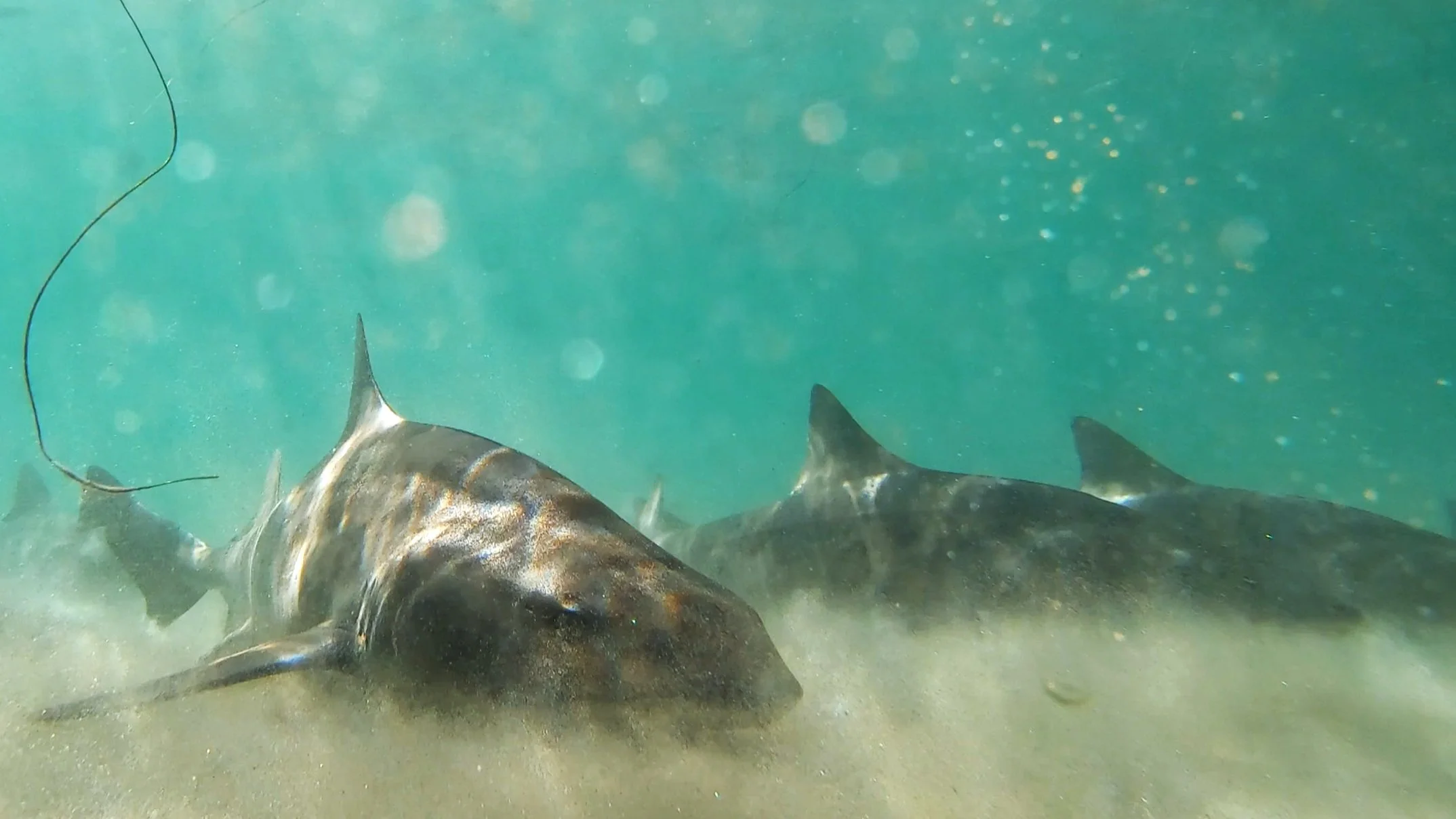 Leopard Sharks of La Jolla Shores, California