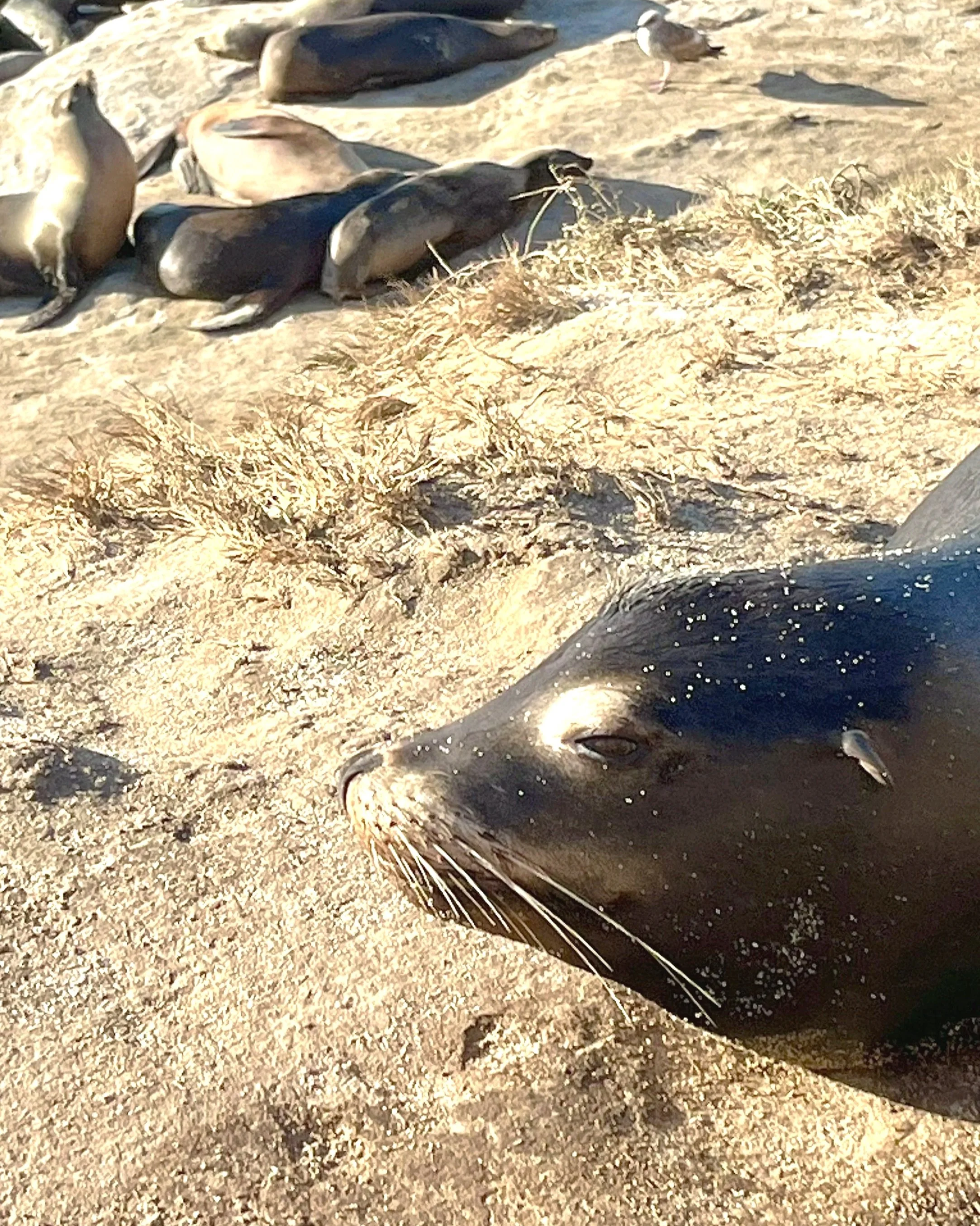 California Sea Lion of La jolla Cove