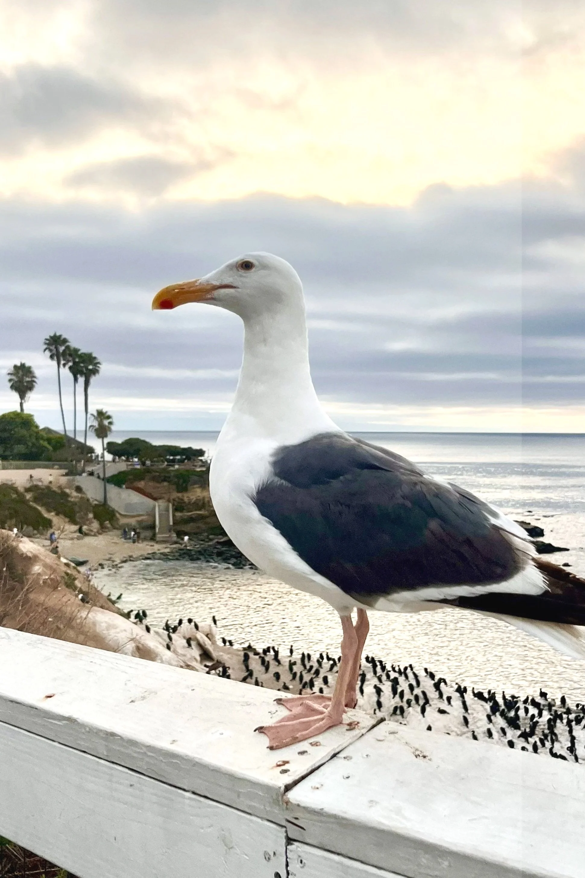 La Jolla Cove Seagull, San Diego