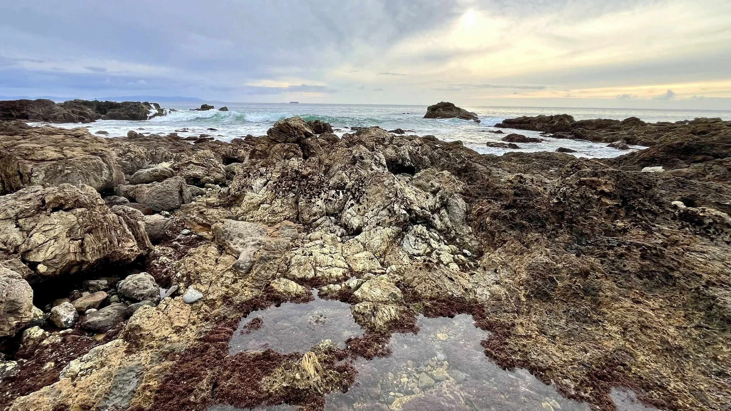 Rocky Shore Reefs of Palos Verdes Peninsula, California