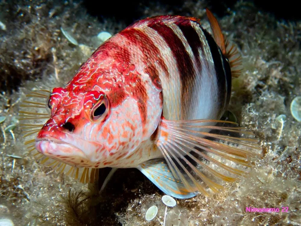 Amazing fish close ups by Scuba Diving