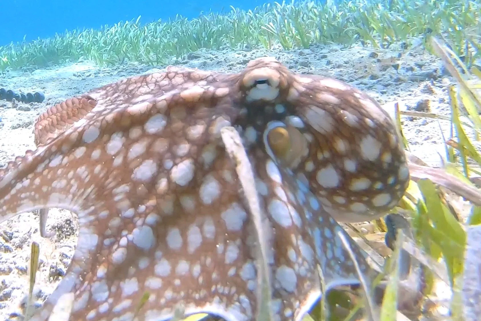 Cozumel Mexico Caribbean Reef Octopus