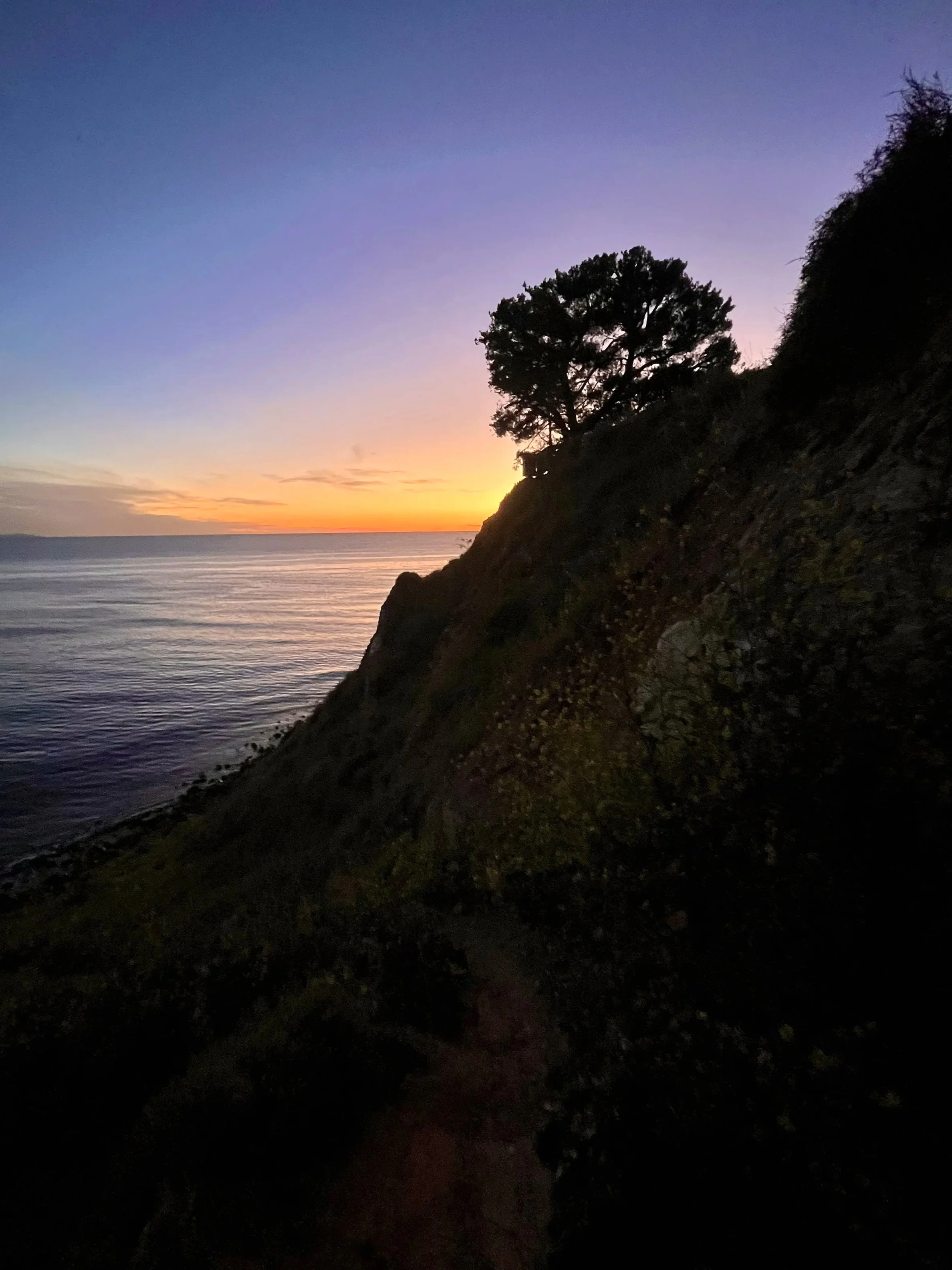Sunset Tree of Christmas Tree Cove, Palos Verdes