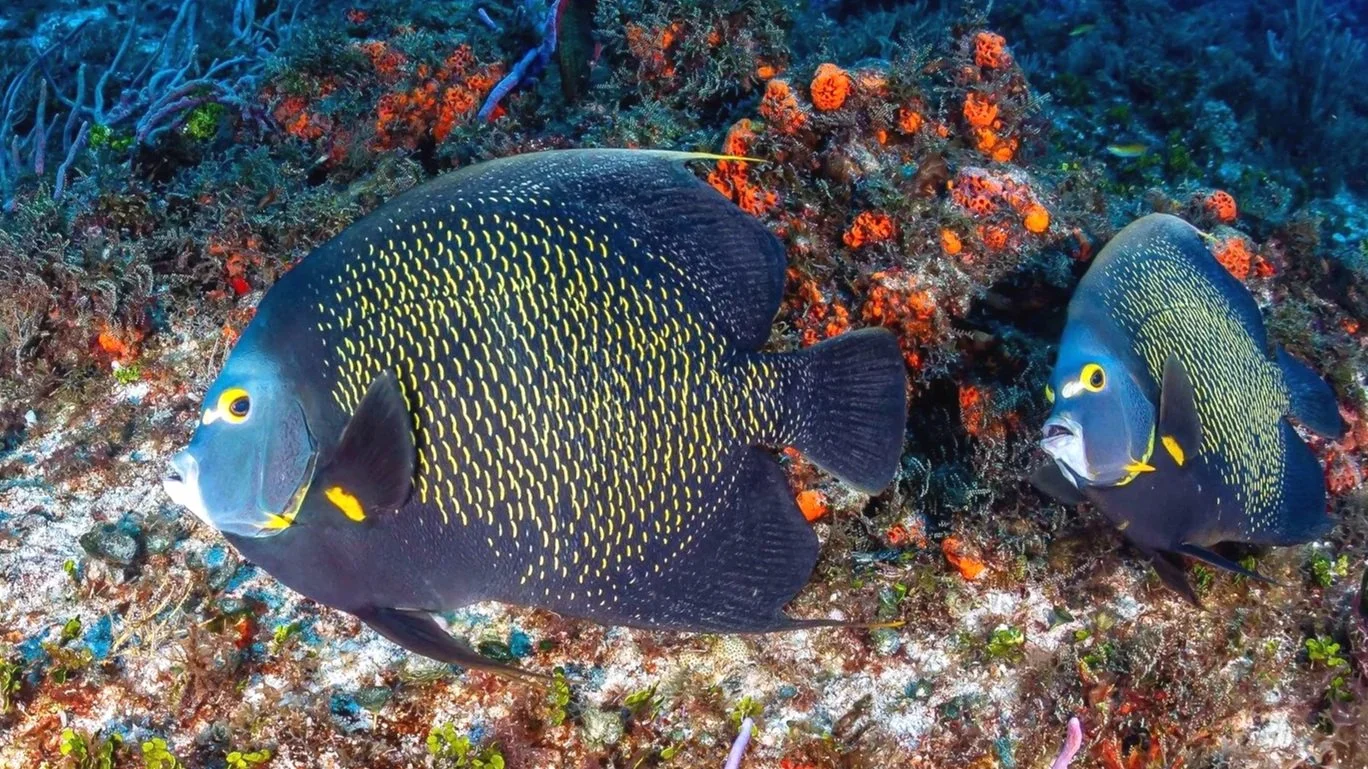 French Angelfish of Cozumel, Mexico