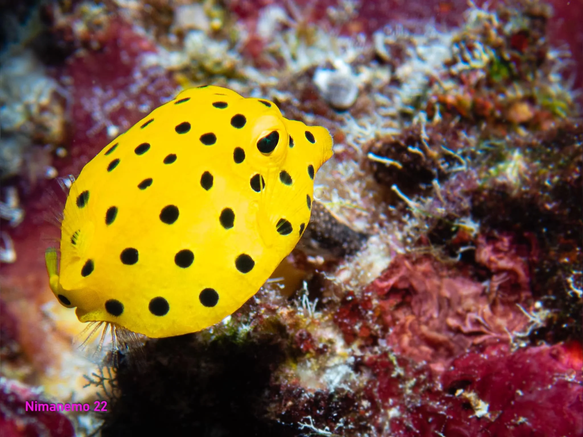 Amazing Box Fish close ups by Scuba Diving