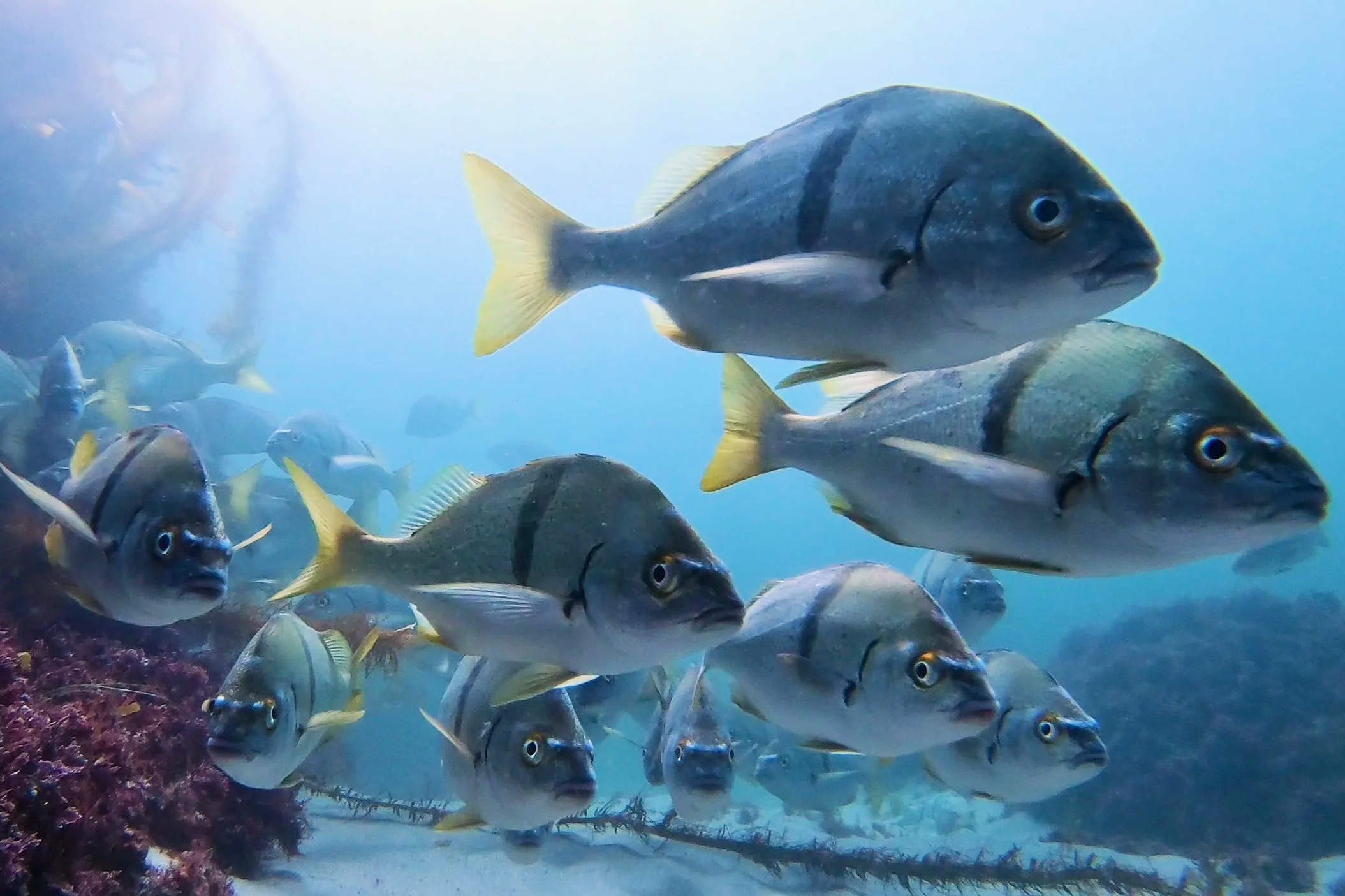 Snorkeling Diving Laguna Beach with Sargo