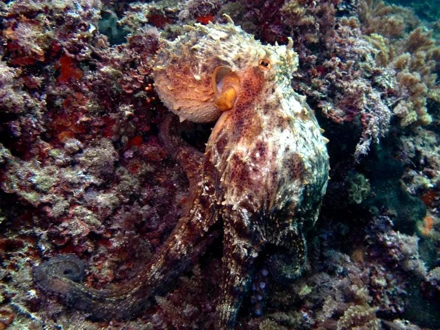 Scuba Diving with Octopus close up