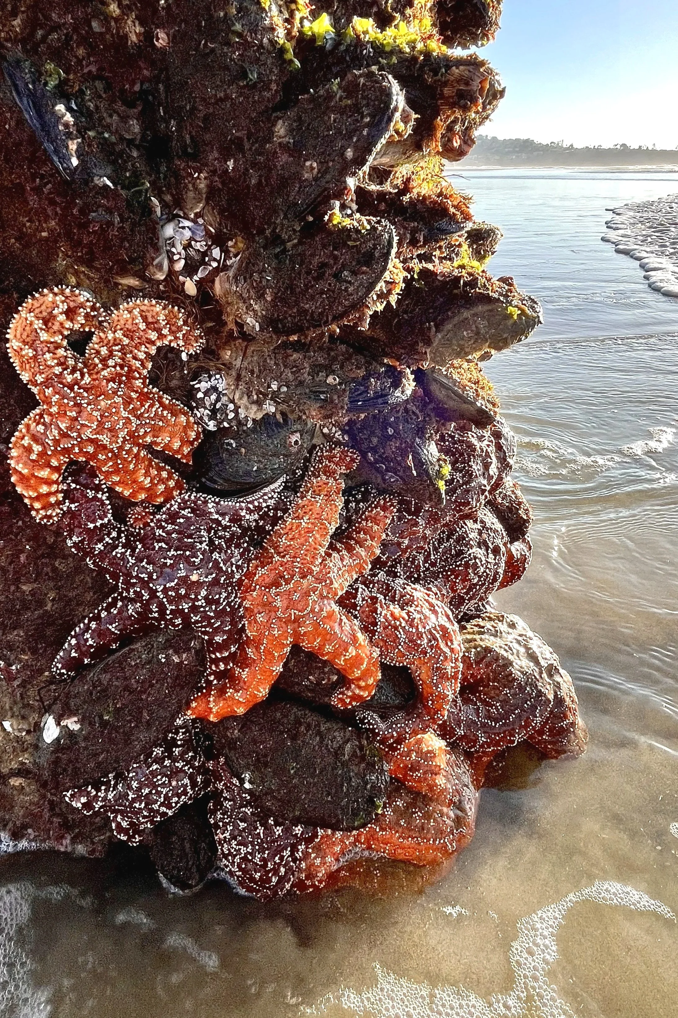 Sea Stars Scripps Pier 3.jpg