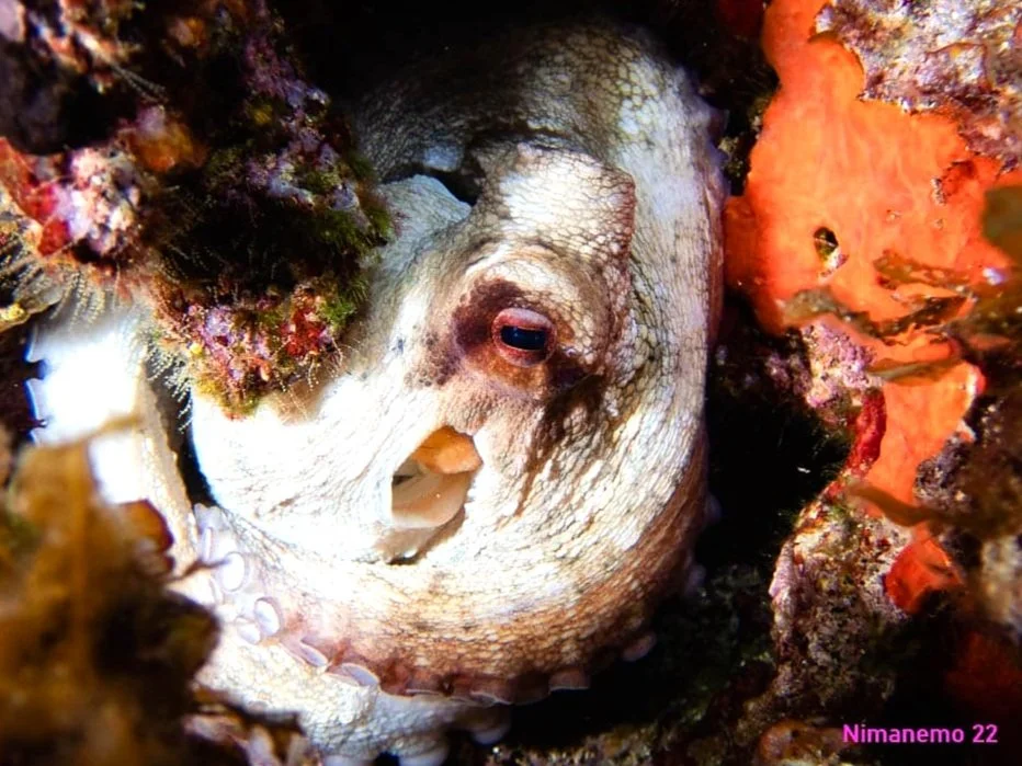 Scuba Diving with Octopus close up