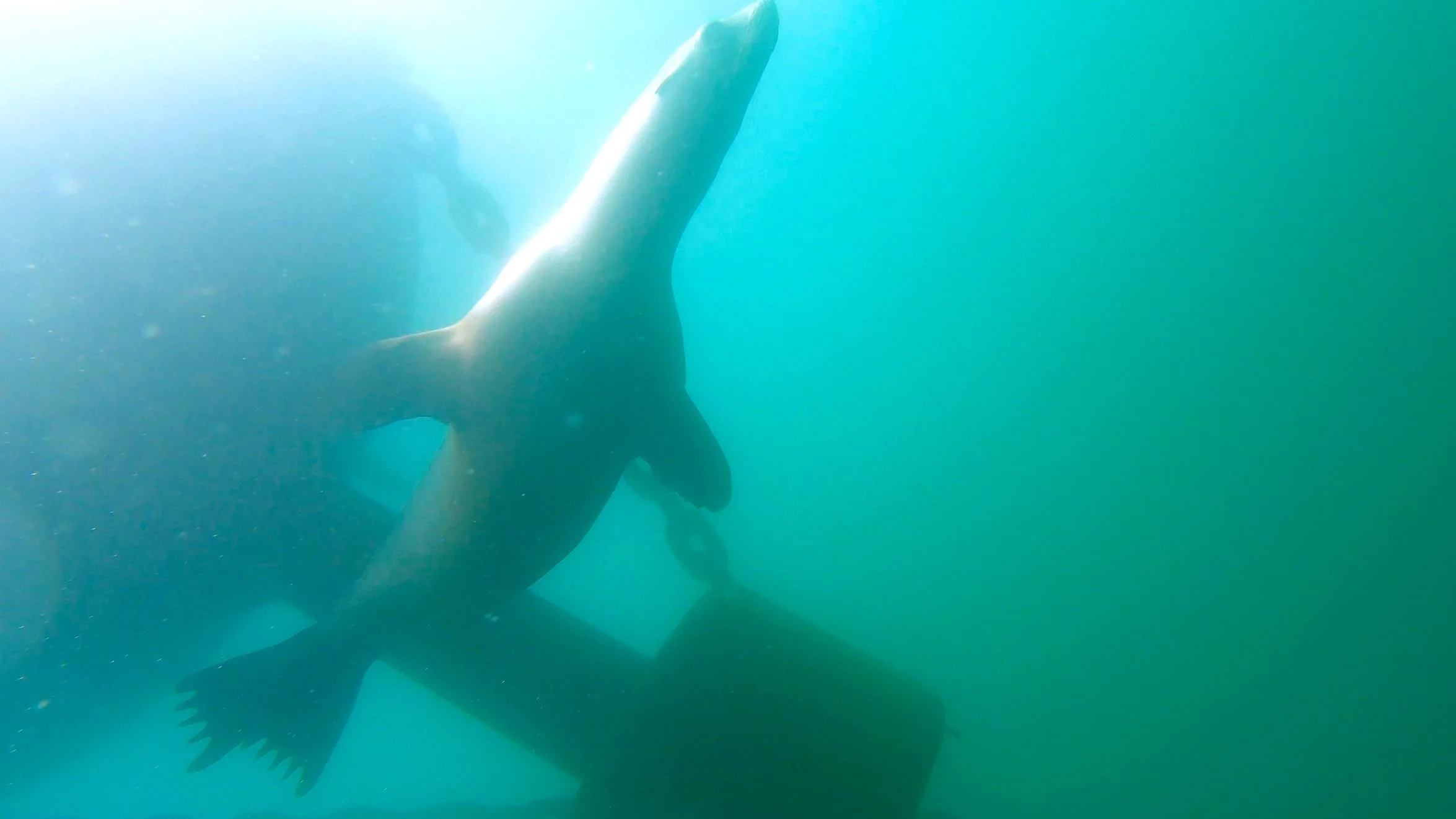 Freediving under Redondo Beach harbor buoy, California