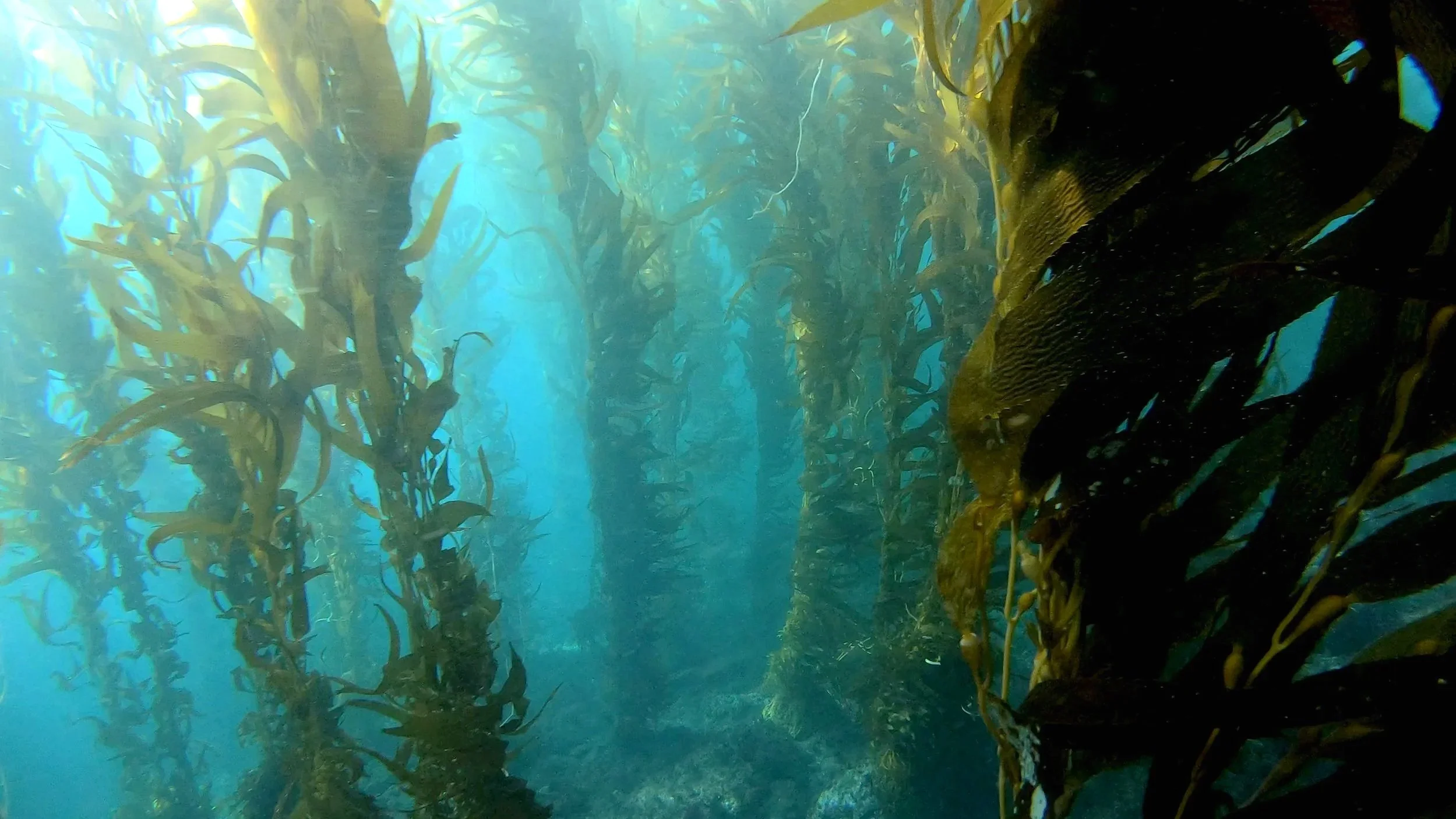 Laguna Beach kelp forest of Seal Rock