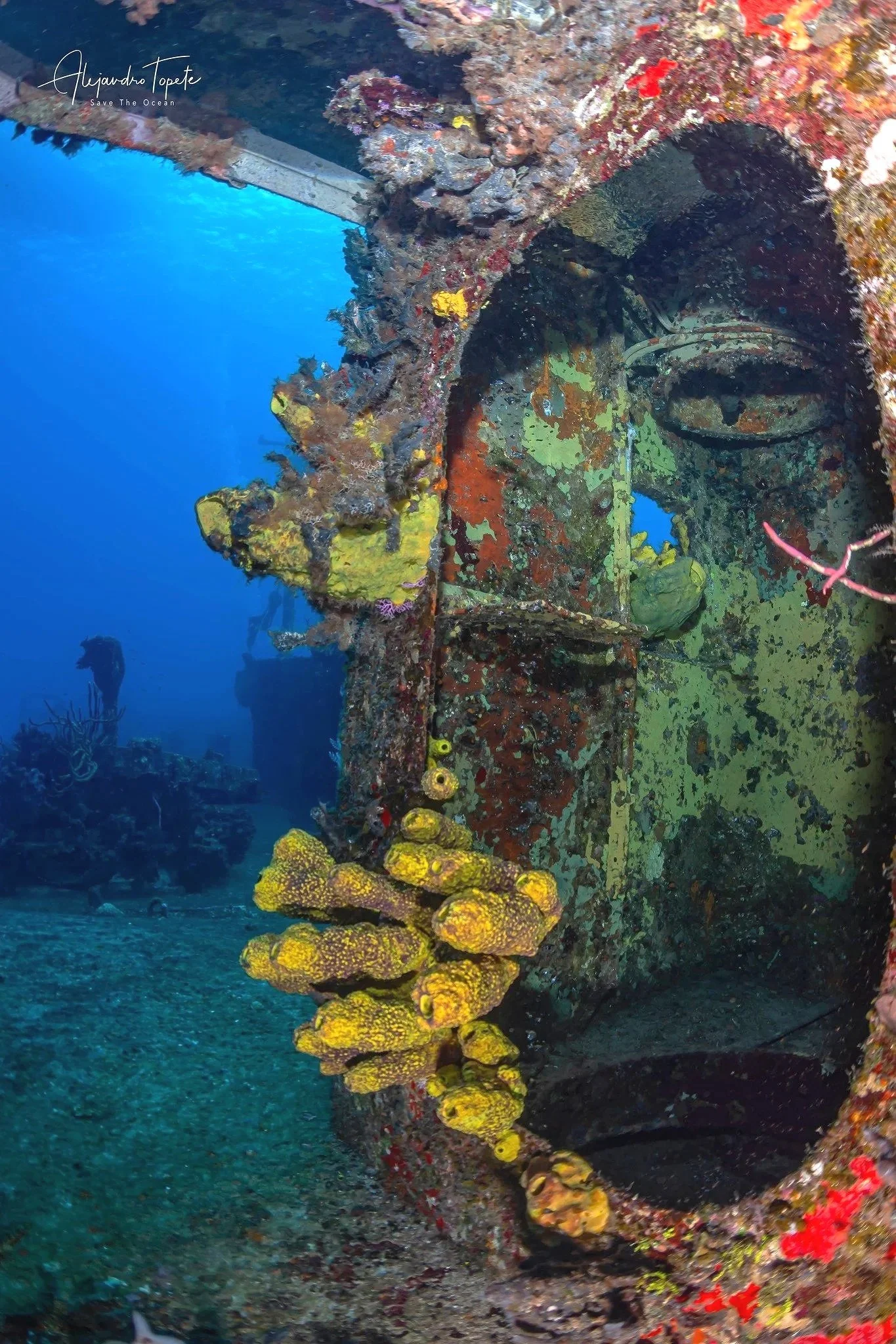 Sponges and Corals on Shipwreck of Cozumel, Mexico by Alejandro Topete