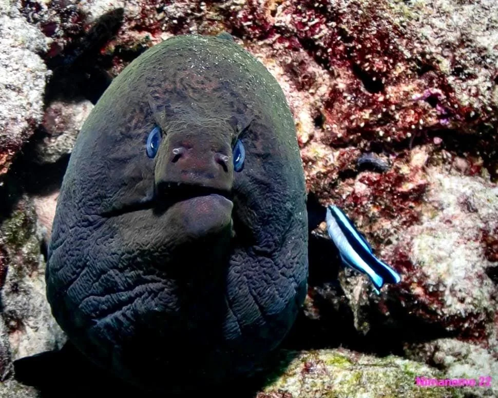 Scuba Diving with Moray Eel in Maldives