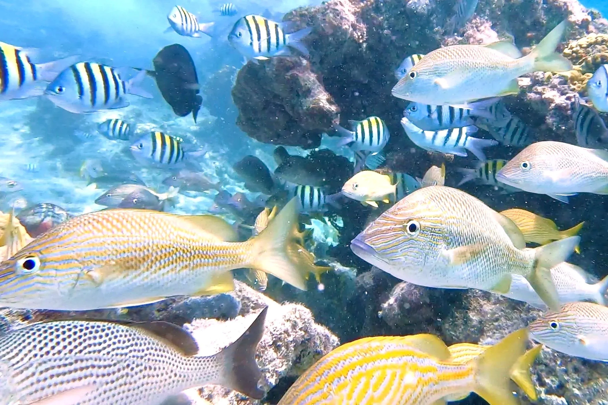 Isla Mujeres thriving sealife