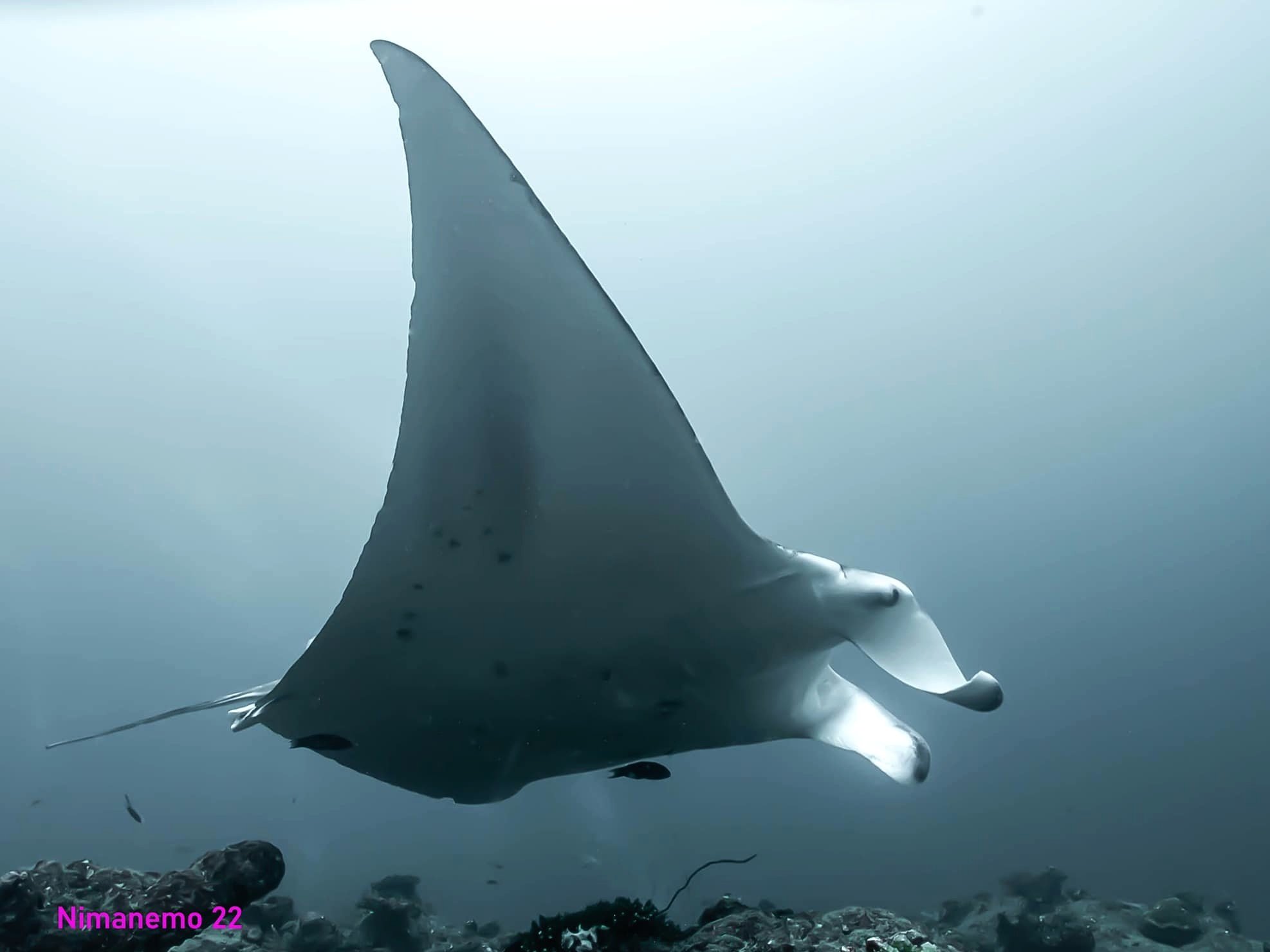 Scuba diving with Manta Rays of the Maldives