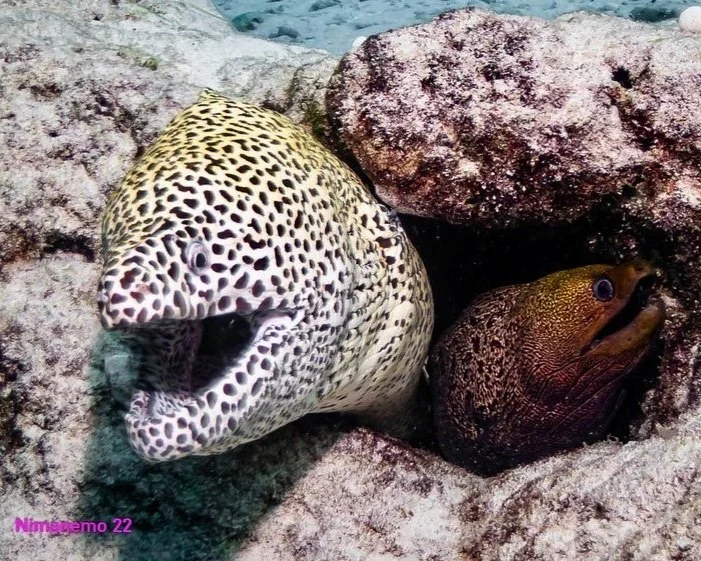 Scuba Diving with spotted Moray Eel in Maldives
