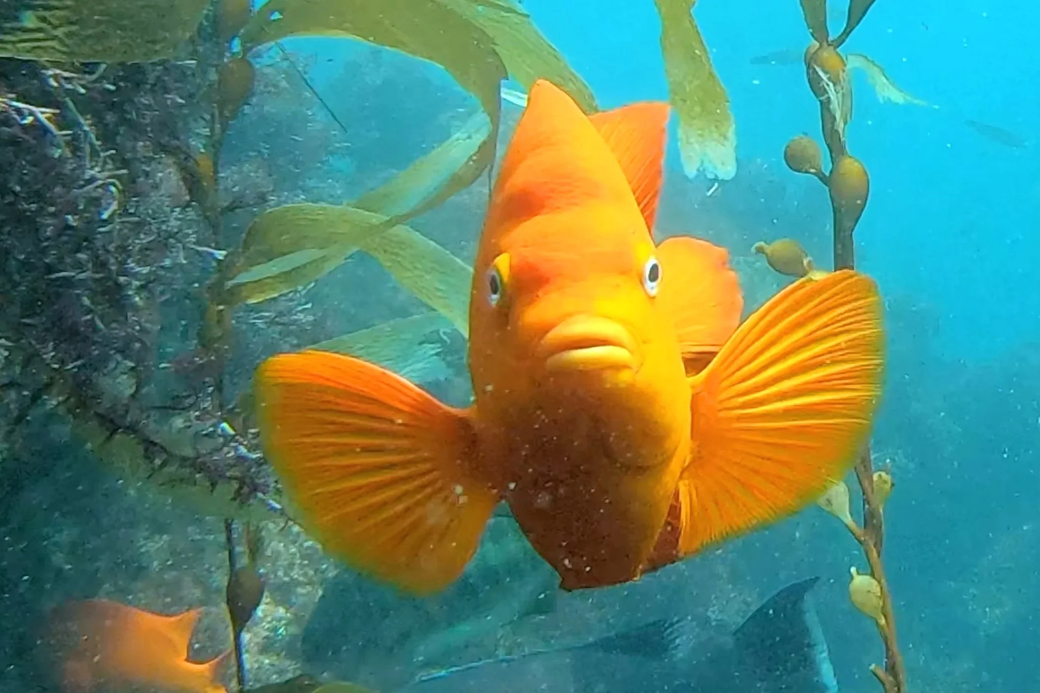 Laguna Beach kelp forest Garibaldi Damselfish