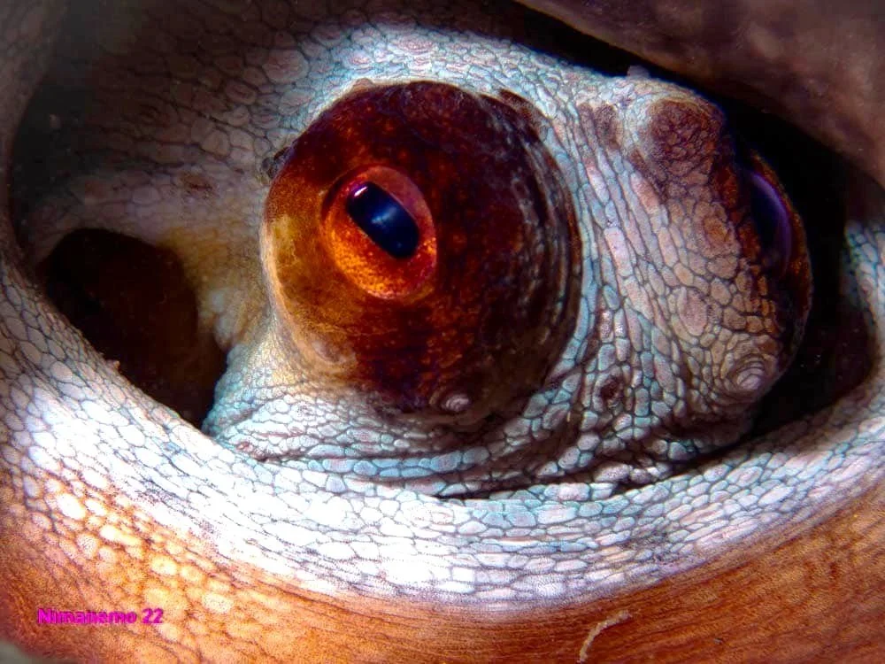 Scuba Diving with Octopus close up
