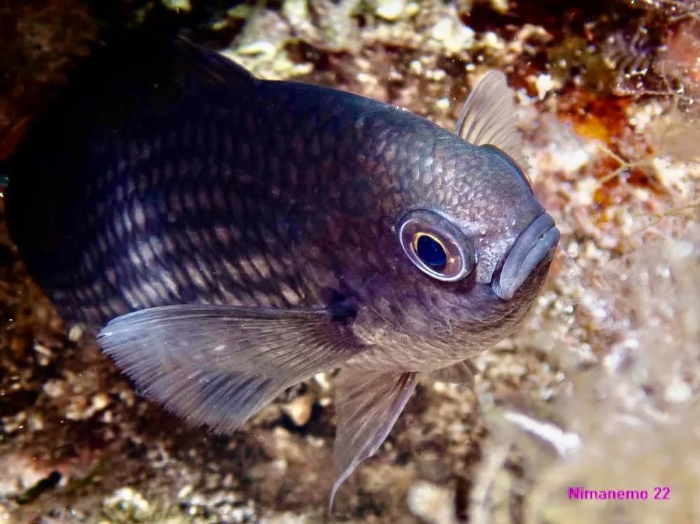 Amazing fish close ups by Scuba Diving