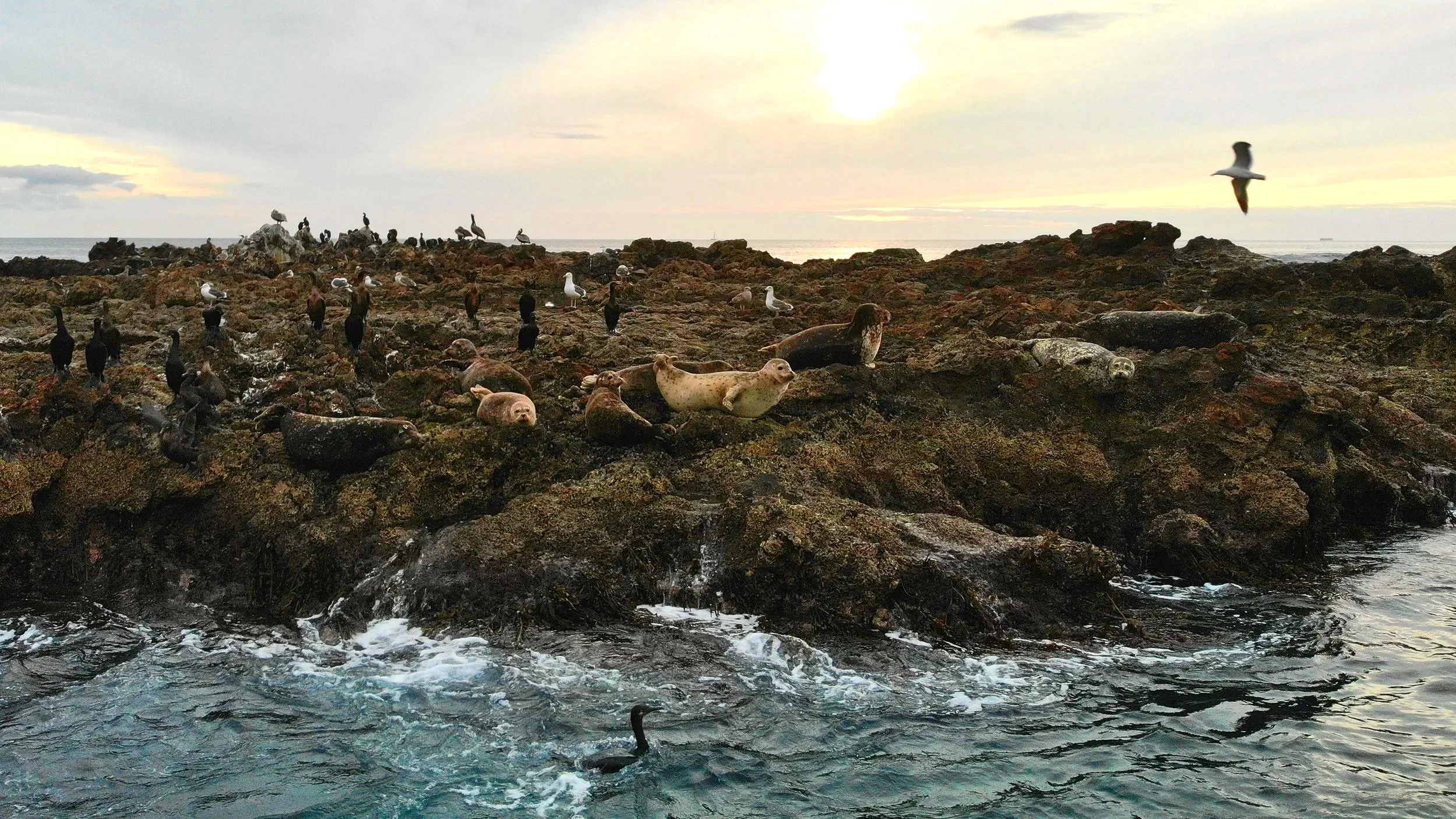 Reef Island of Christmas Tree Cove, Palos Verdes, California