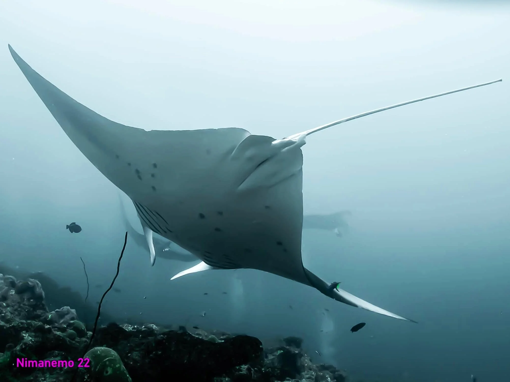 Scuba diving with Manta Rays of the Maldives