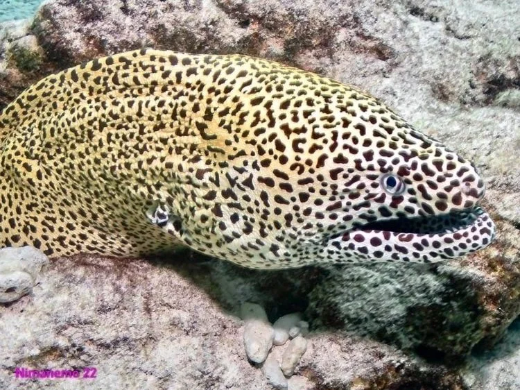 Scuba Diving with spotted Moray Eel in Maldives