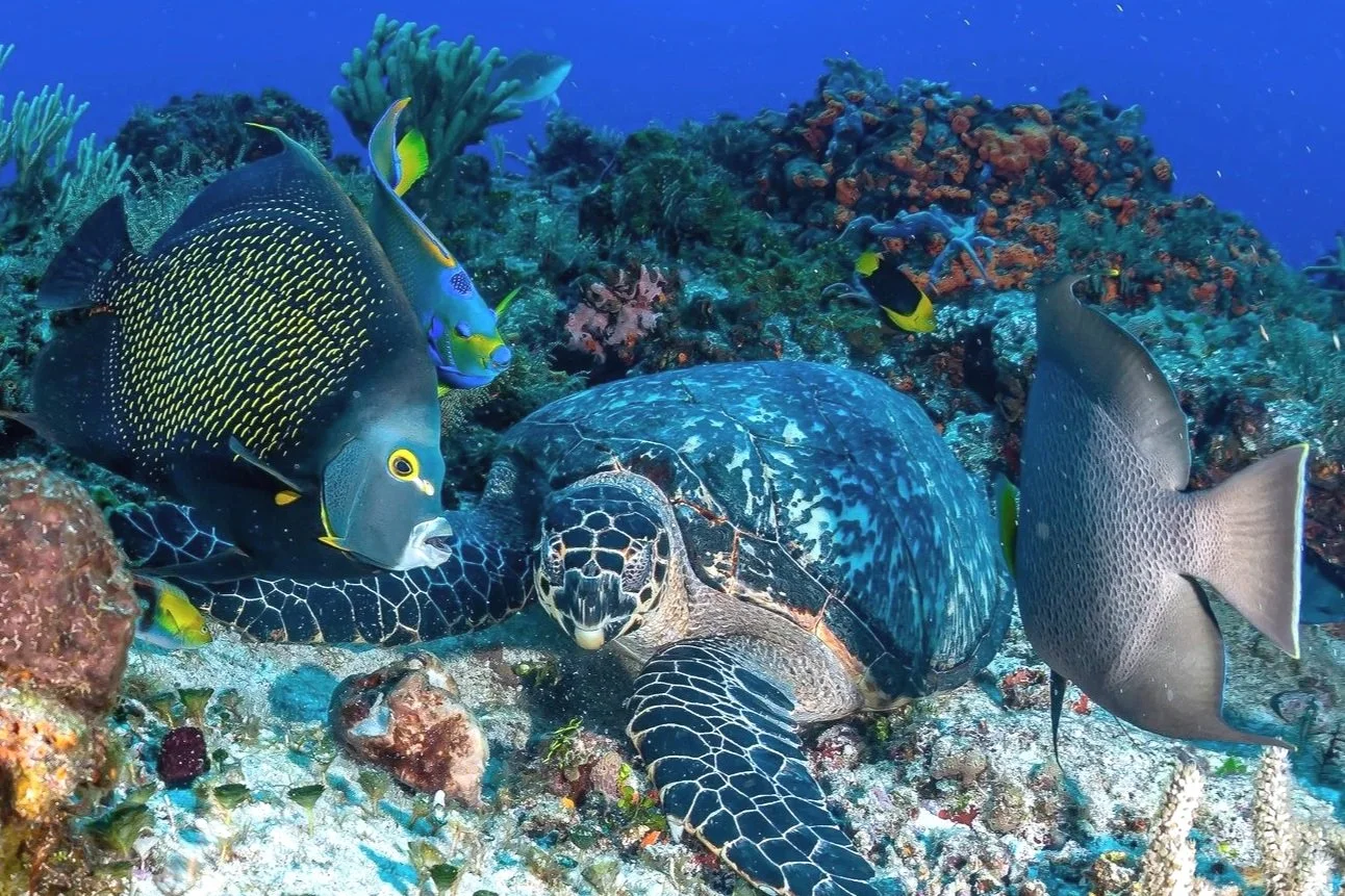 Sea Turtle at reef of Cozumel, Mexico