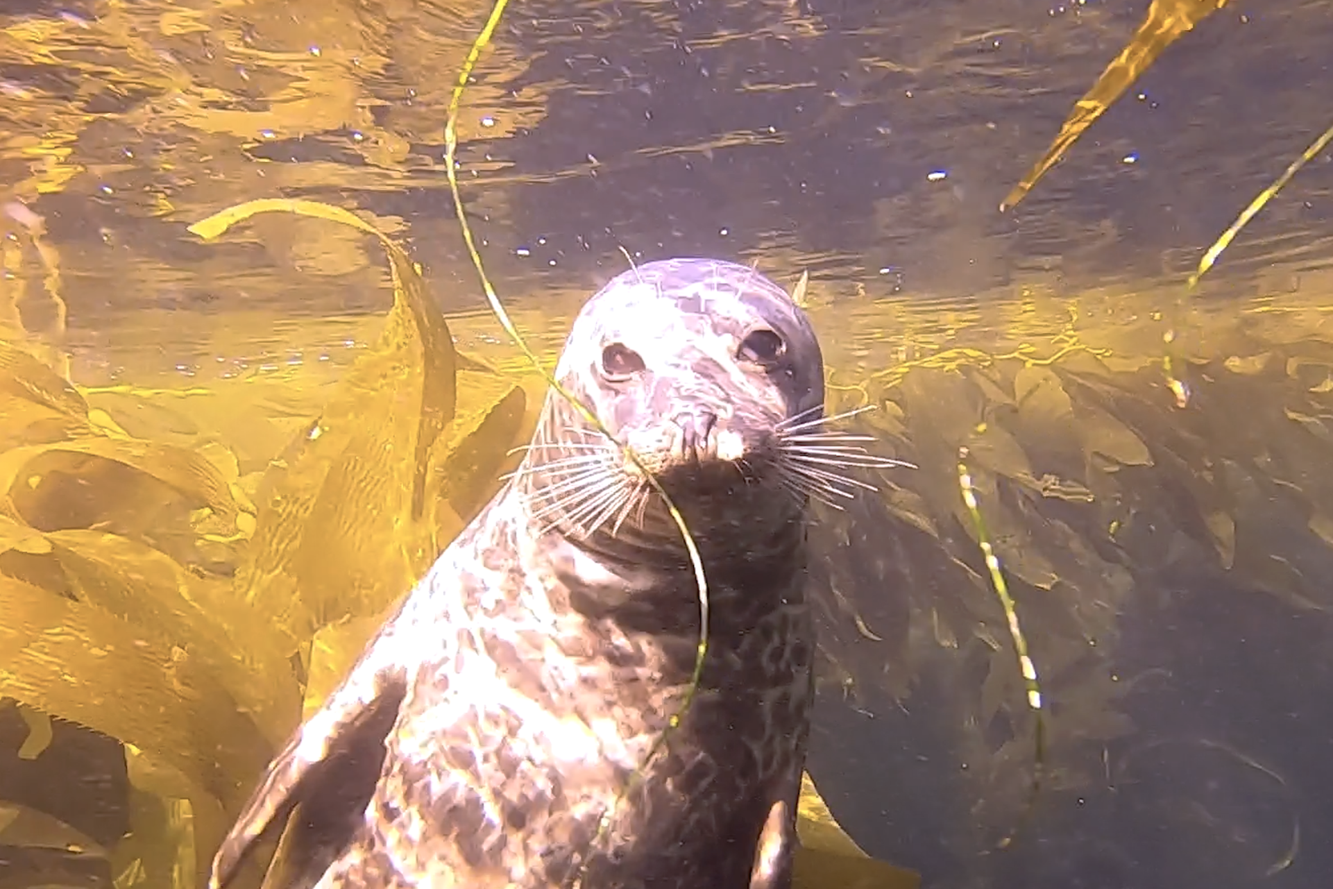 Palos Verdes Harbor Seal in Kelp Forest