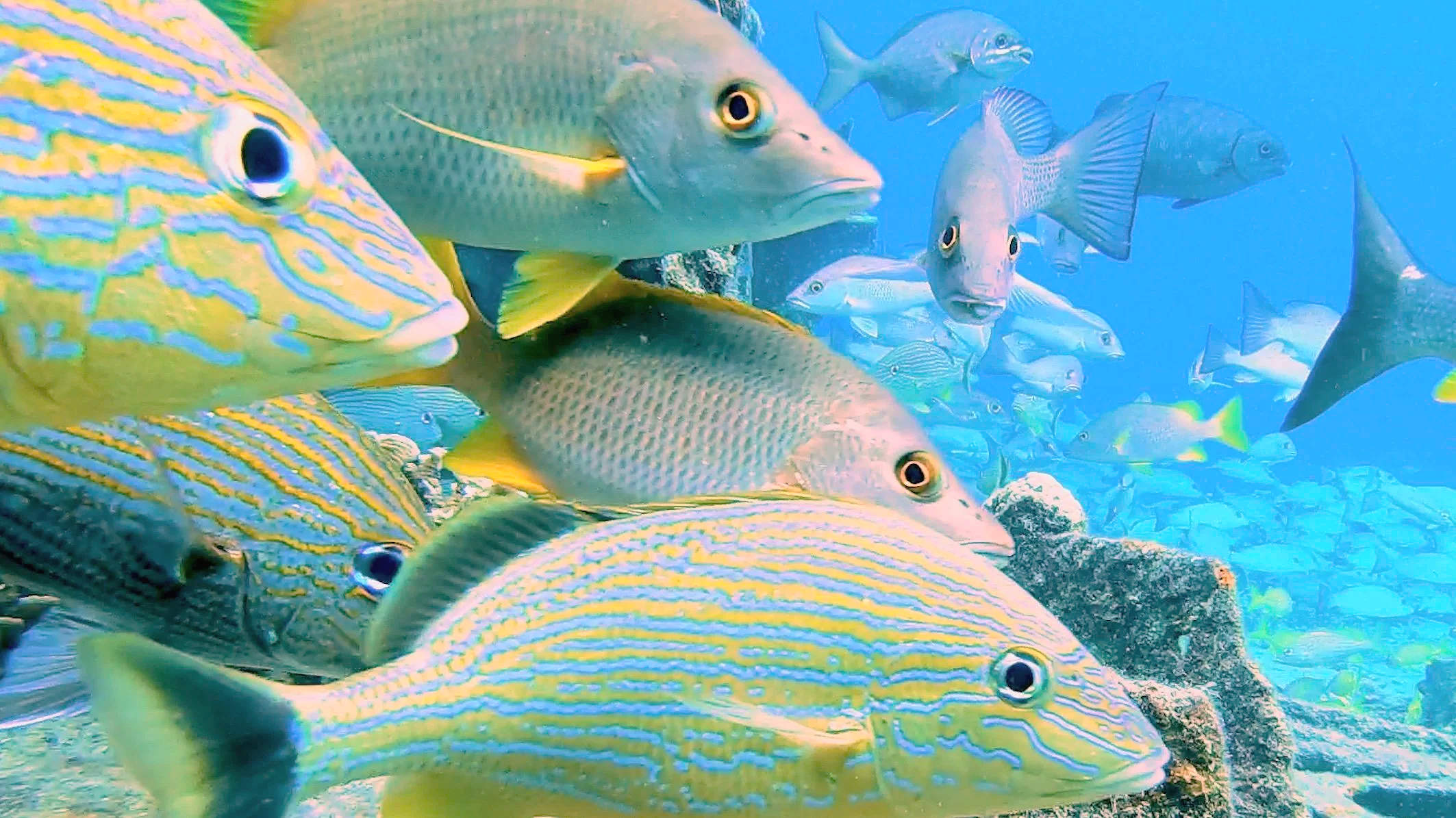 Snorkeling Intercontinental Presidente of Isla Cozumel, Mexico