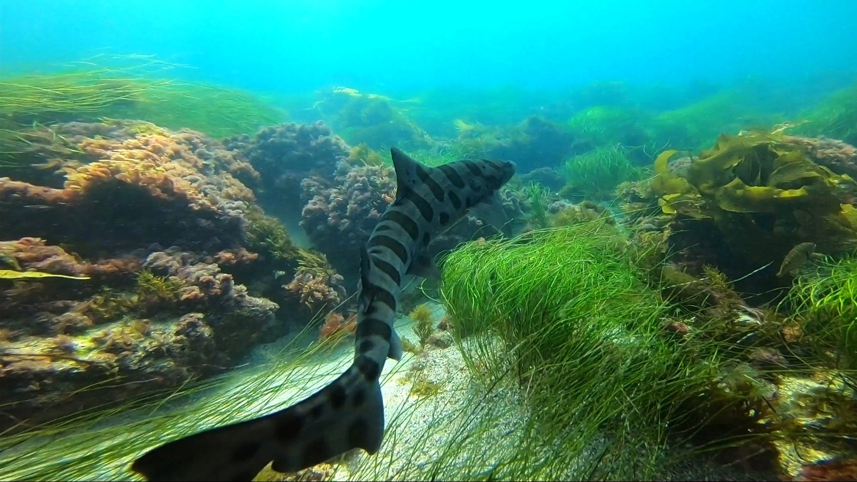 Leopard Shark of La Jolla Shores, California