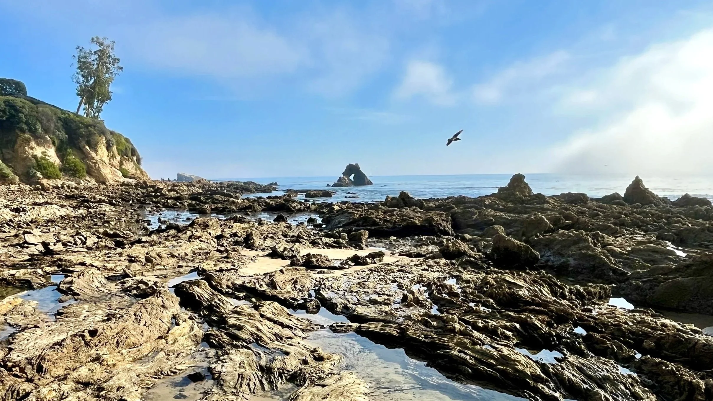 Newport Beach tide pools to Arch Rock